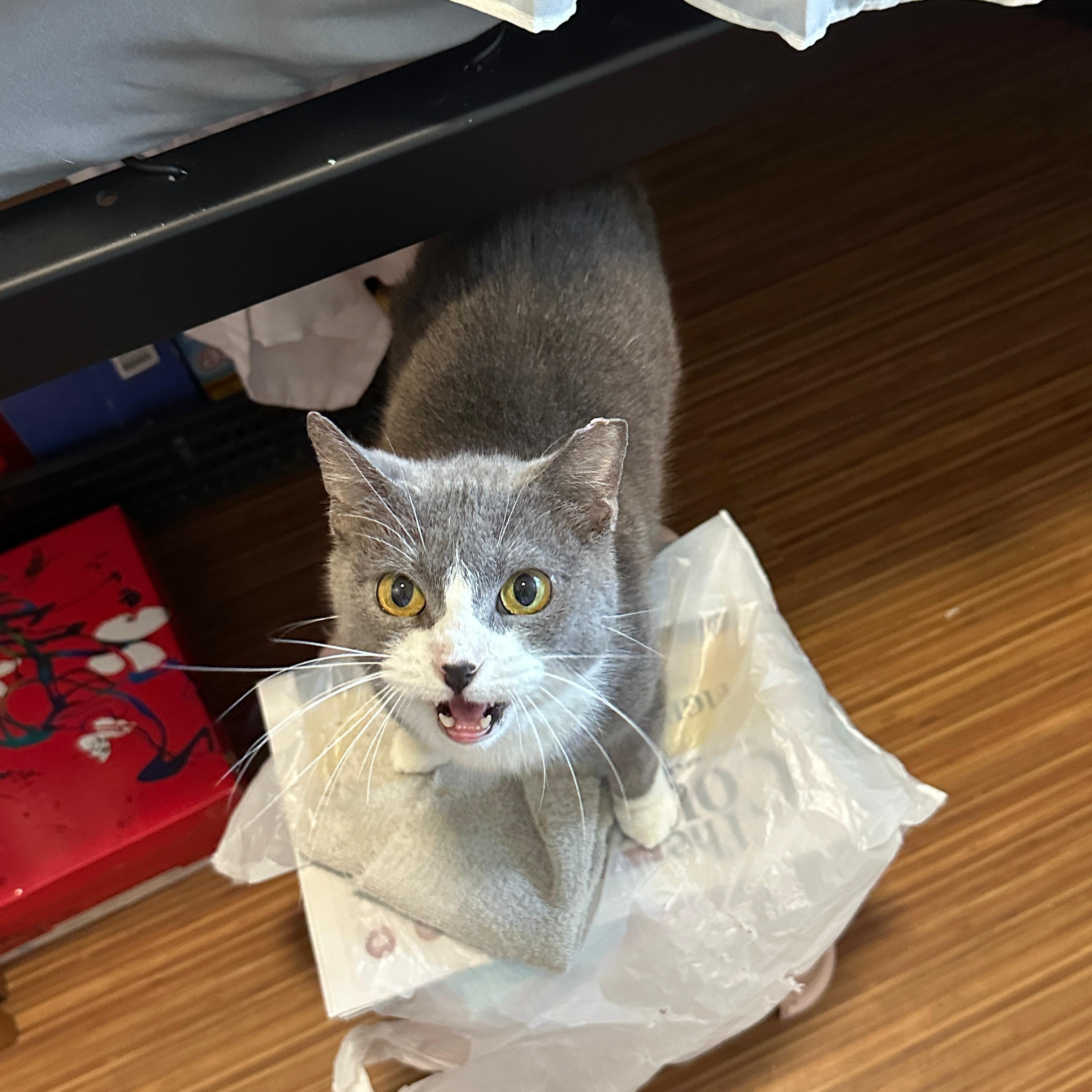 Enlarge Tinker, a Adoptable Domestic Short Hair in Syracuse, NY image 4/6