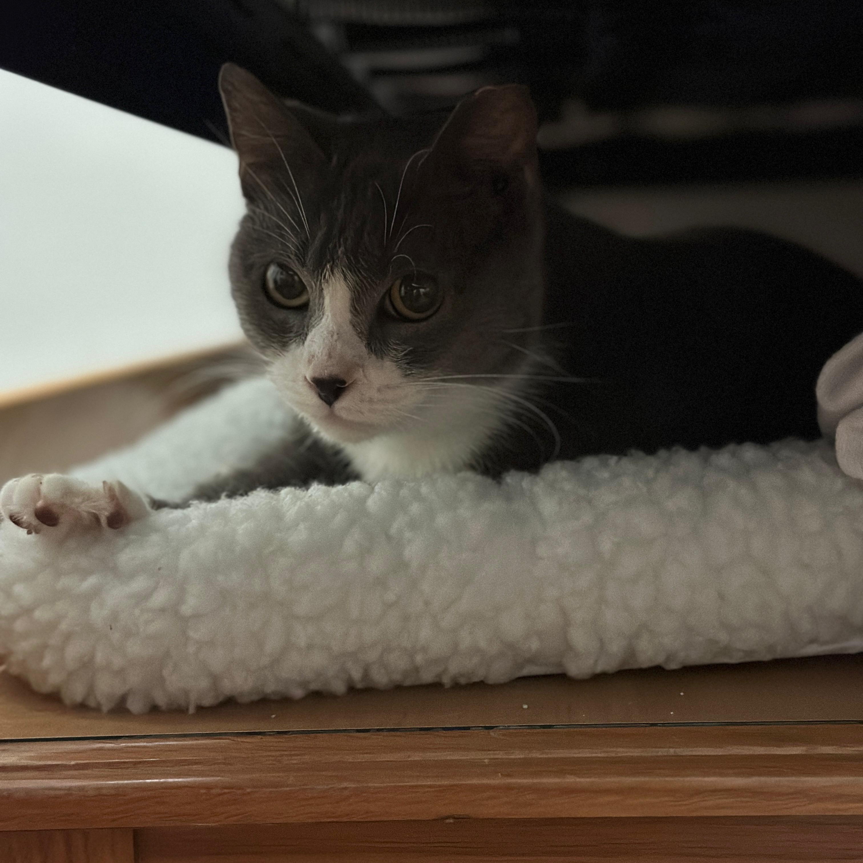 Enlarge Tinker, a Adoptable Domestic Short Hair in Syracuse, NY image 5/6