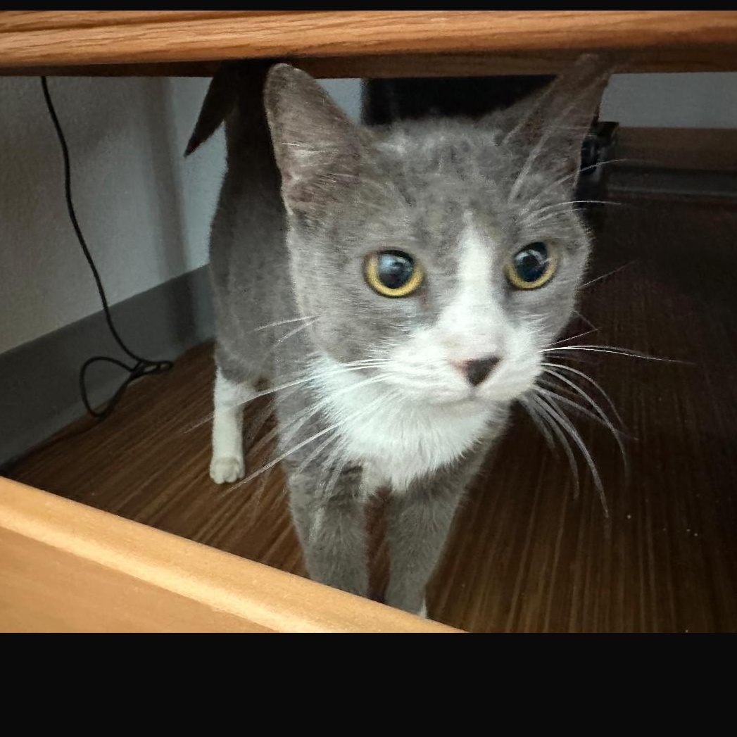 Enlarge Tinker, a Adoptable Domestic Short Hair in Syracuse, NY image 2/6