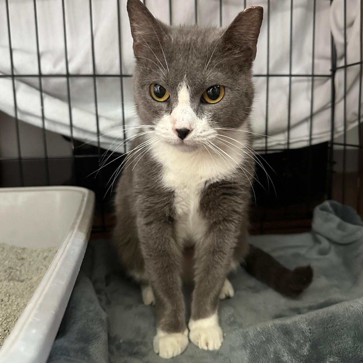 Enlarge Tinker, a Adoptable Domestic Short Hair in Syracuse, NY image 1/6