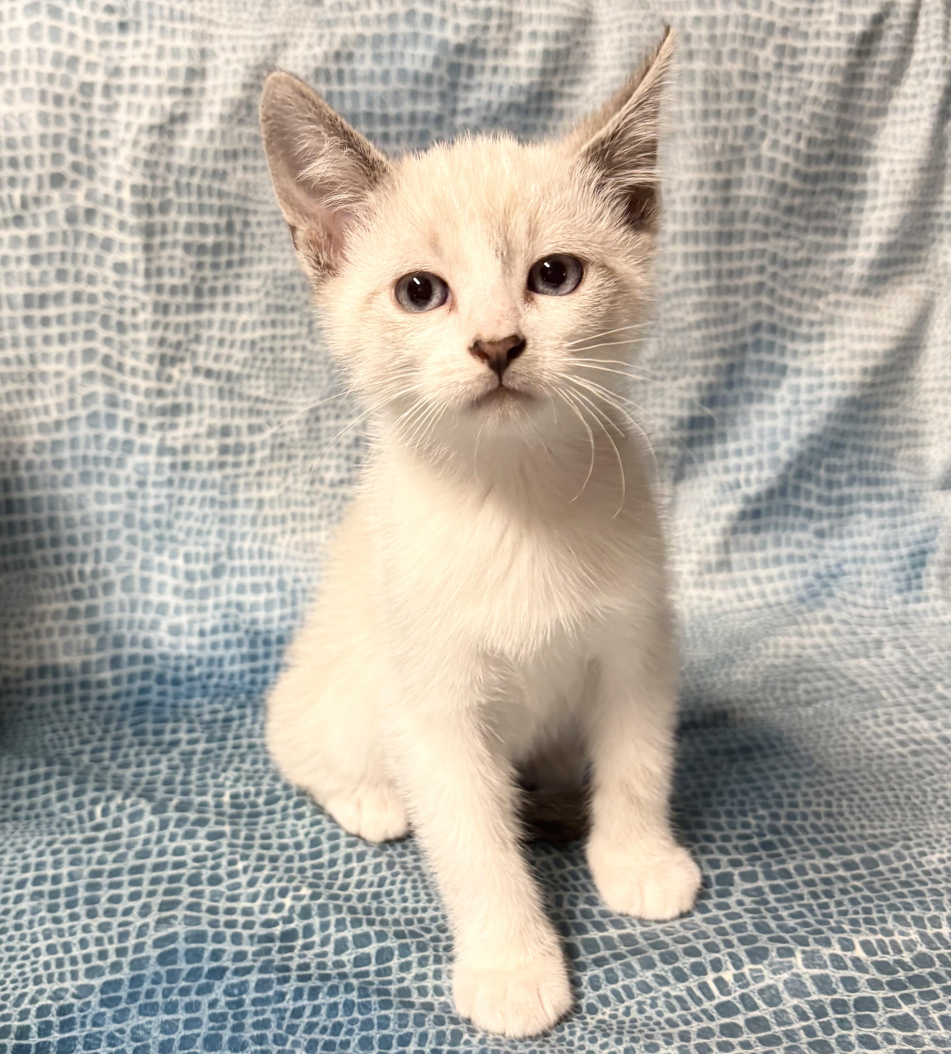 Enlarge POSSUM, an adopted mixed breed in Tillsonburg, ON image 1/5