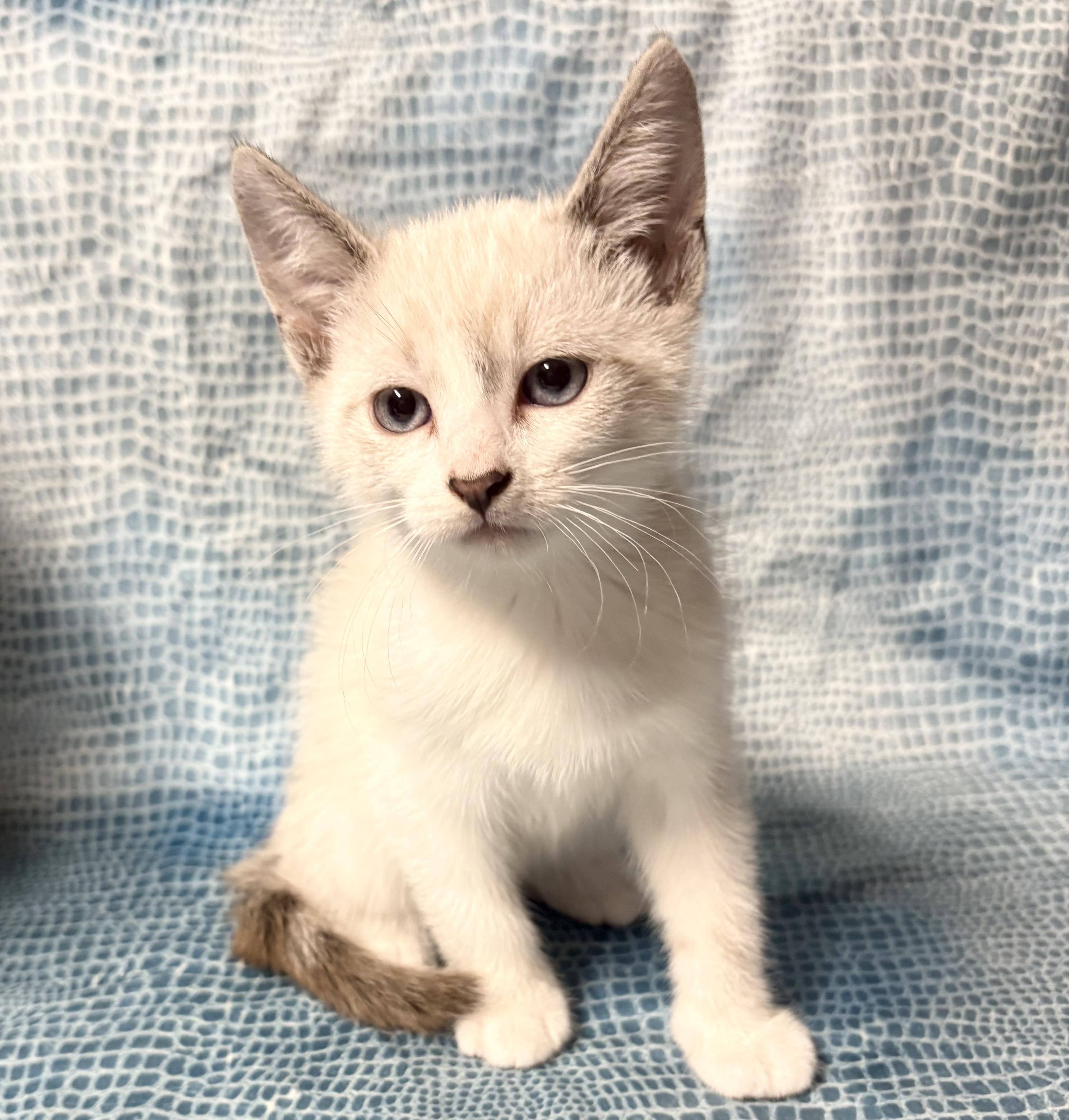 Enlarge POSSUM, an adopted mixed breed in Tillsonburg, ON image 2/5