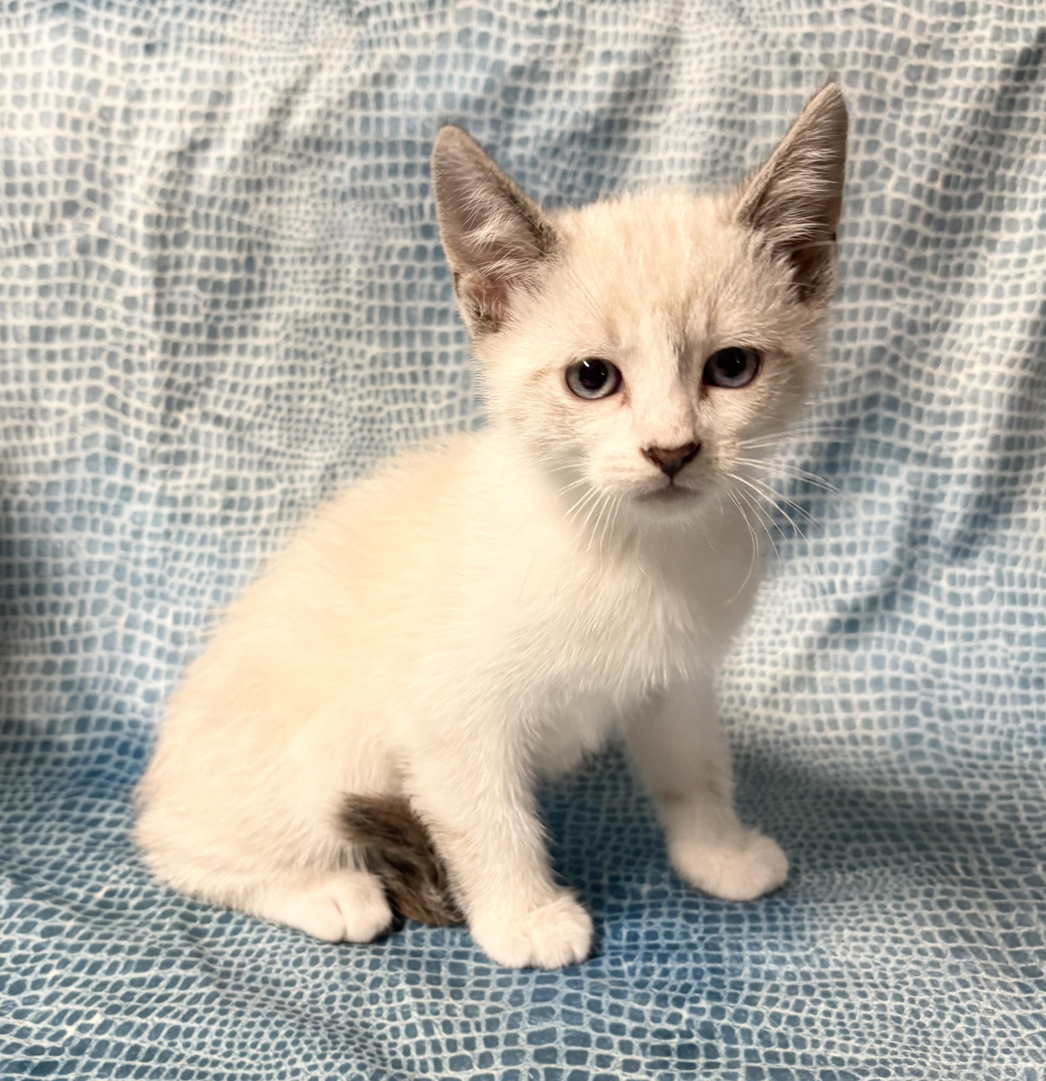 Enlarge POSSUM, an adopted mixed breed in Tillsonburg, ON image 3/5