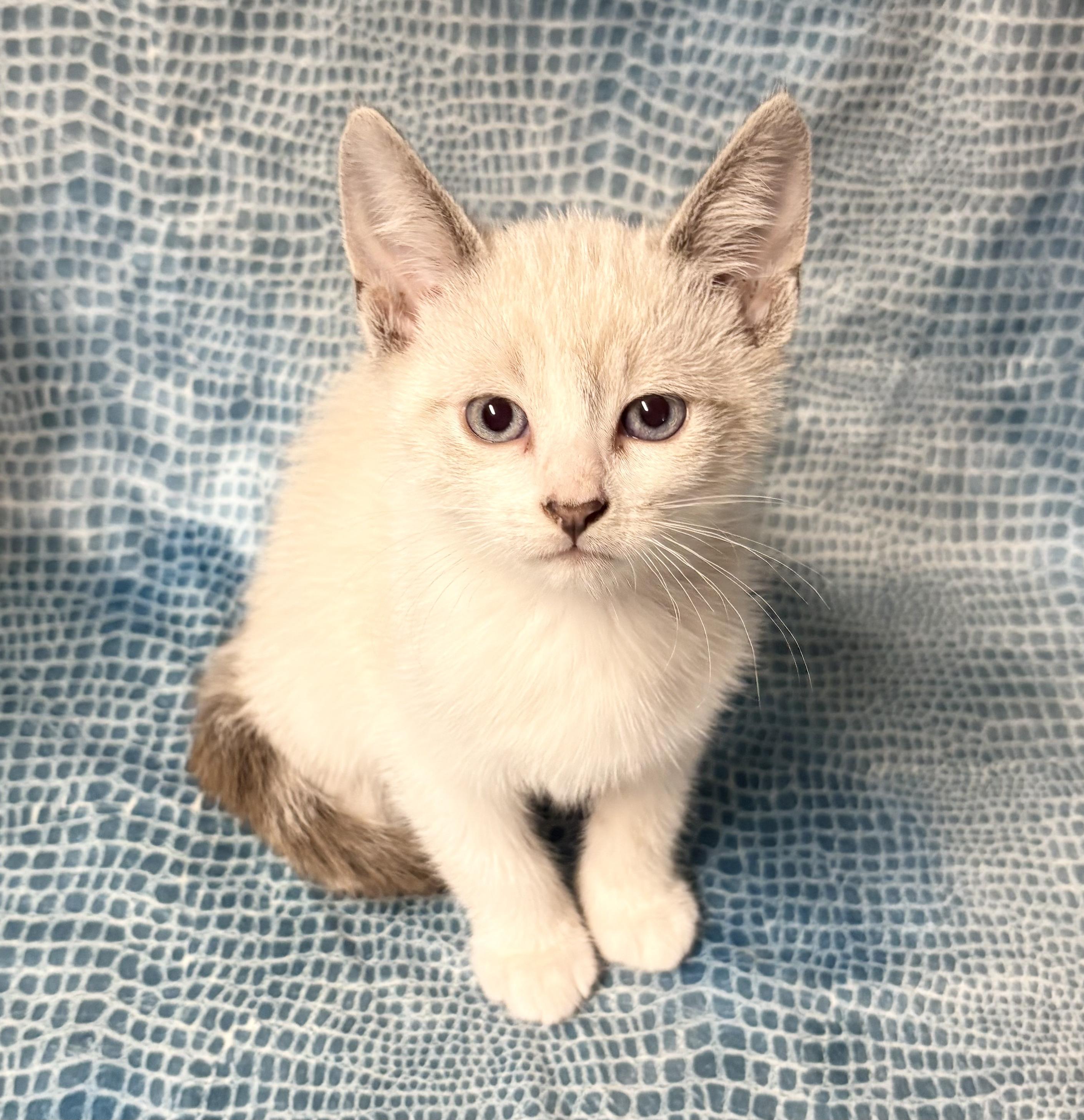 Enlarge POSSUM, an adopted mixed breed in Tillsonburg, ON image 4/5