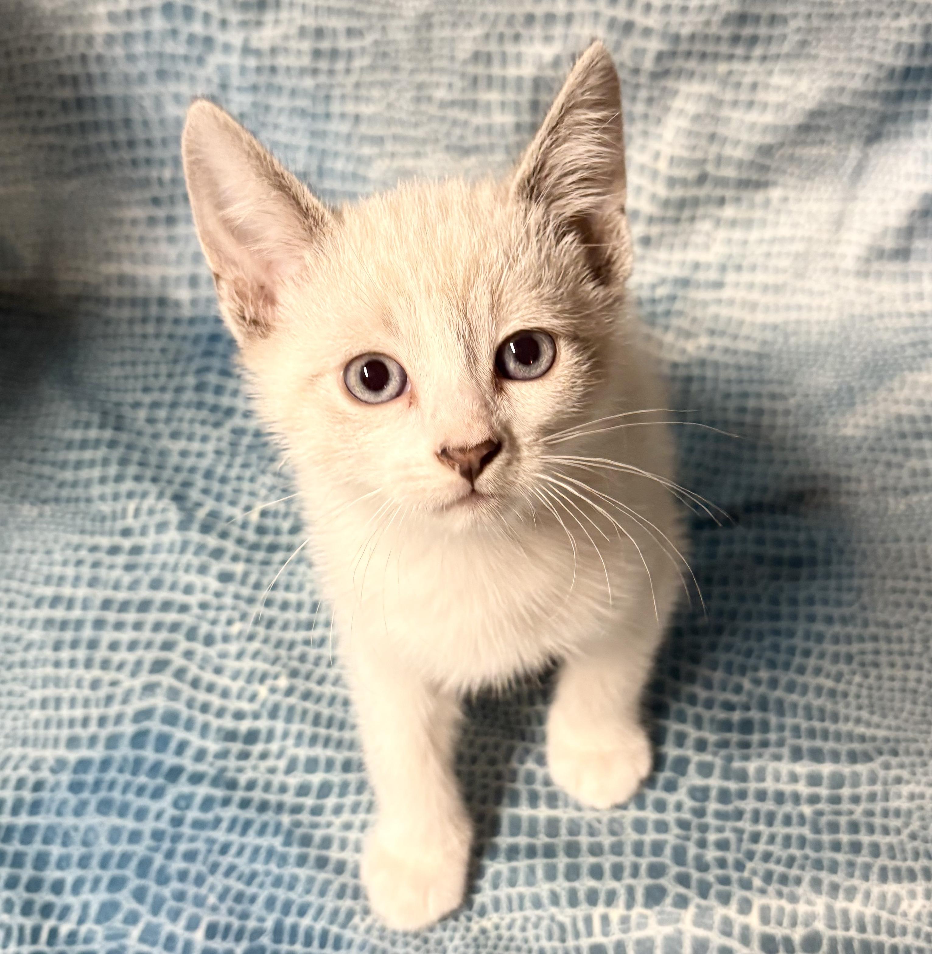 Enlarge POSSUM, an adopted mixed breed in Tillsonburg, ON image 5/5