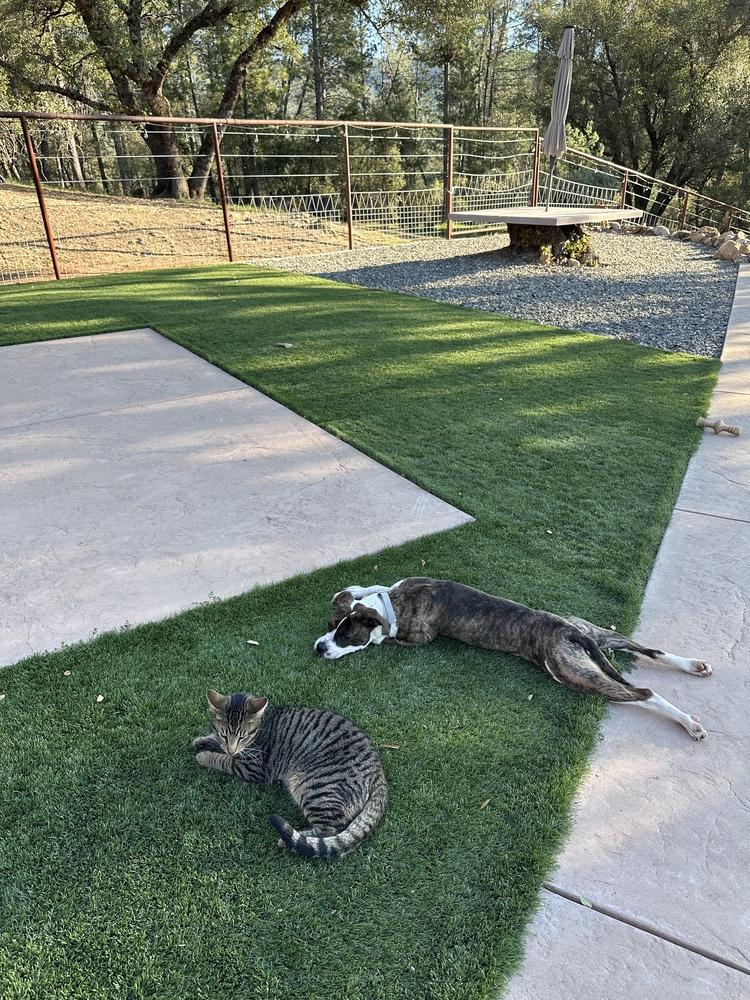 Enlarge Darla, a Adoptable mixed breed in Jamestown, CA image 1/6