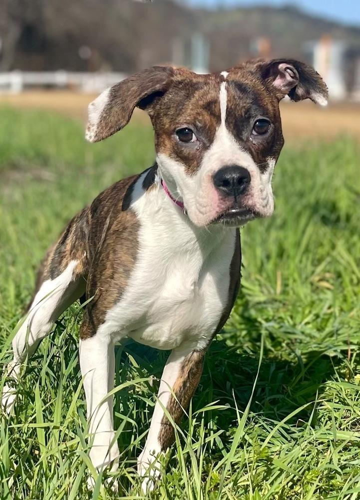 Enlarge Darla, a Adoptable mixed breed in Jamestown, CA image 1/4