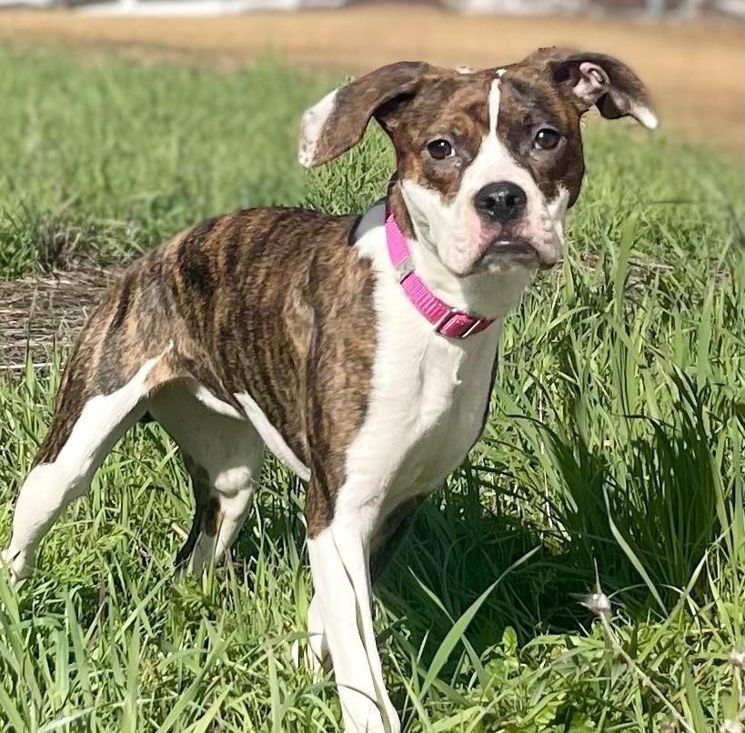 Enlarge Darla, a Adoptable mixed breed in Jamestown, CA image 2/4