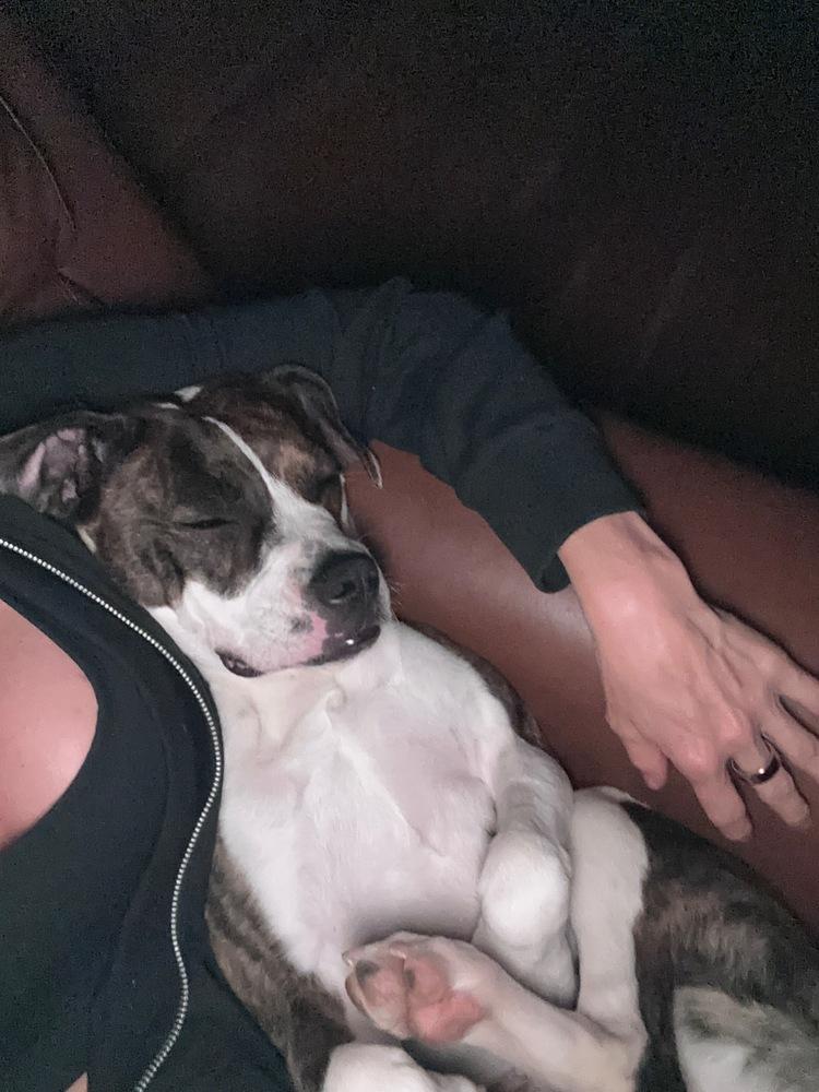 Enlarge Darla, a Adoptable mixed breed in Jamestown, CA image 2/6