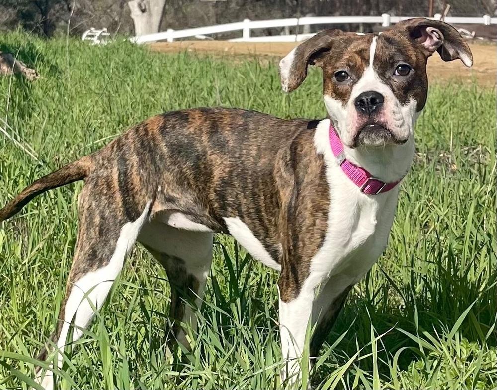 Enlarge Darla, a Adoptable mixed breed in Jamestown, CA image 3/4