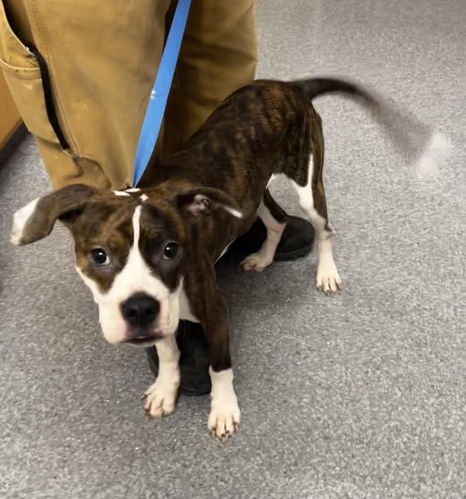 Darla — thumbnail 4