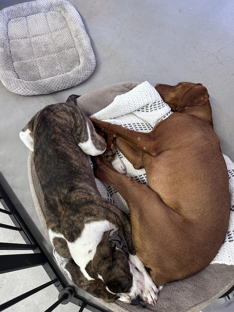 Enlarge Darla, a Adoptable mixed breed in Jamestown, CA image 4/6