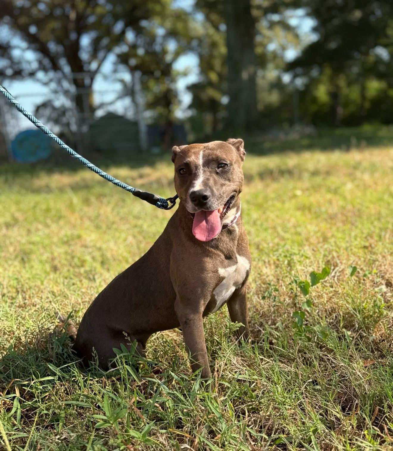 Enlarge Jules, a Adoptable mixed breed in Kentwood, LA image 1/1