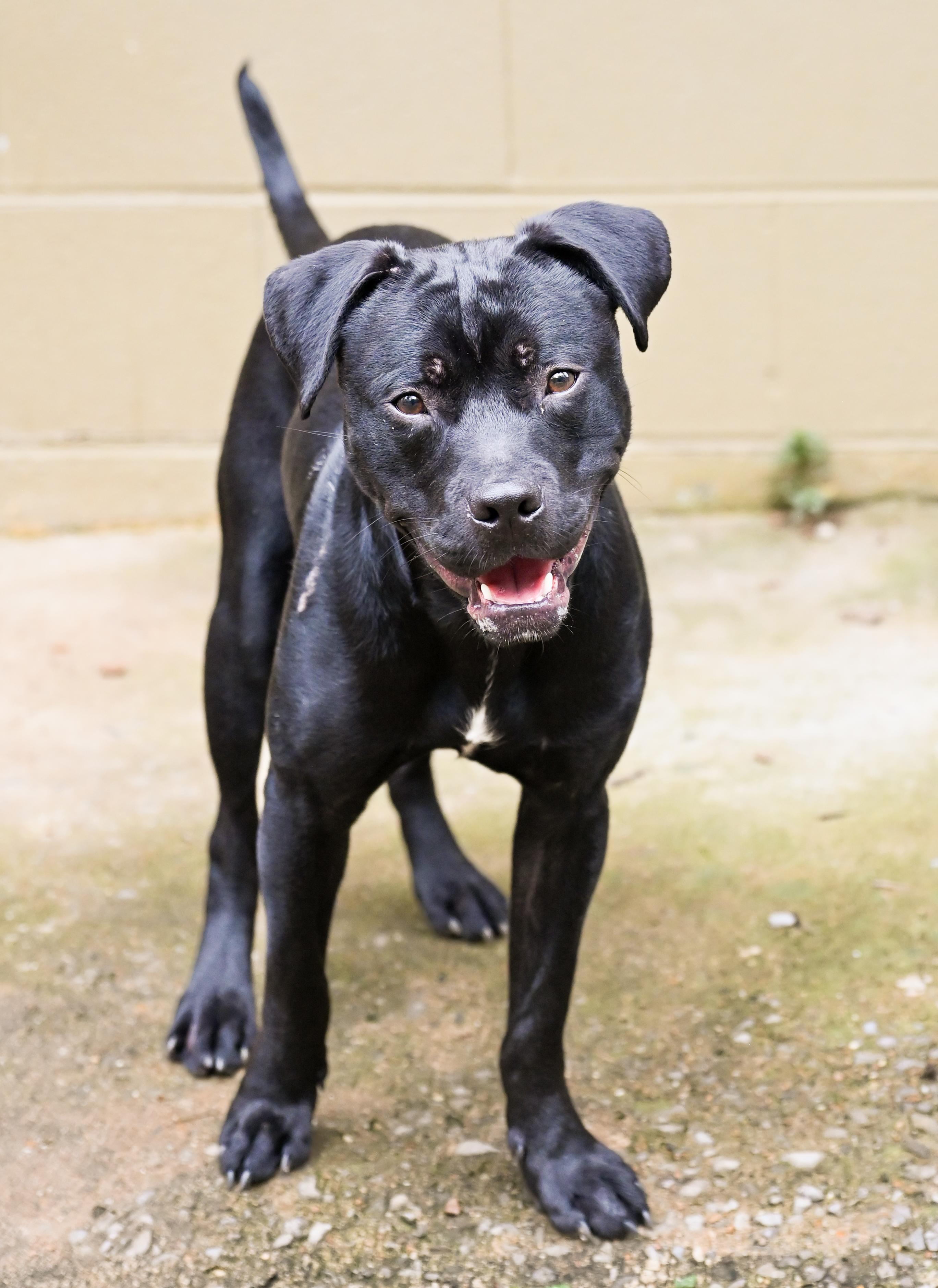Enlarge Chip, a Adopted mixed breed in Chattanooga, TN image 2/5