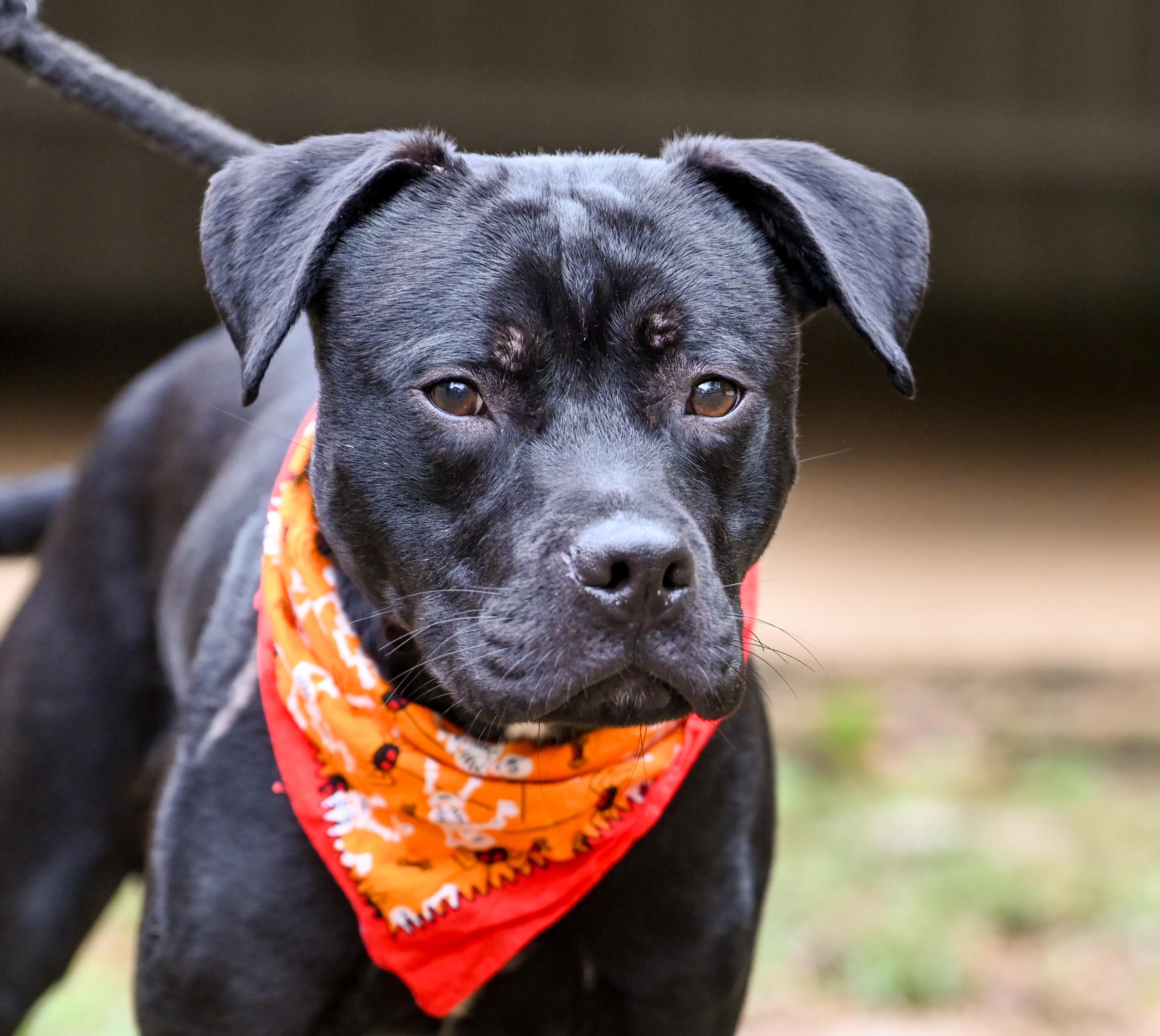 Enlarge Chip, a Adopted mixed breed in Chattanooga, TN image 4/5