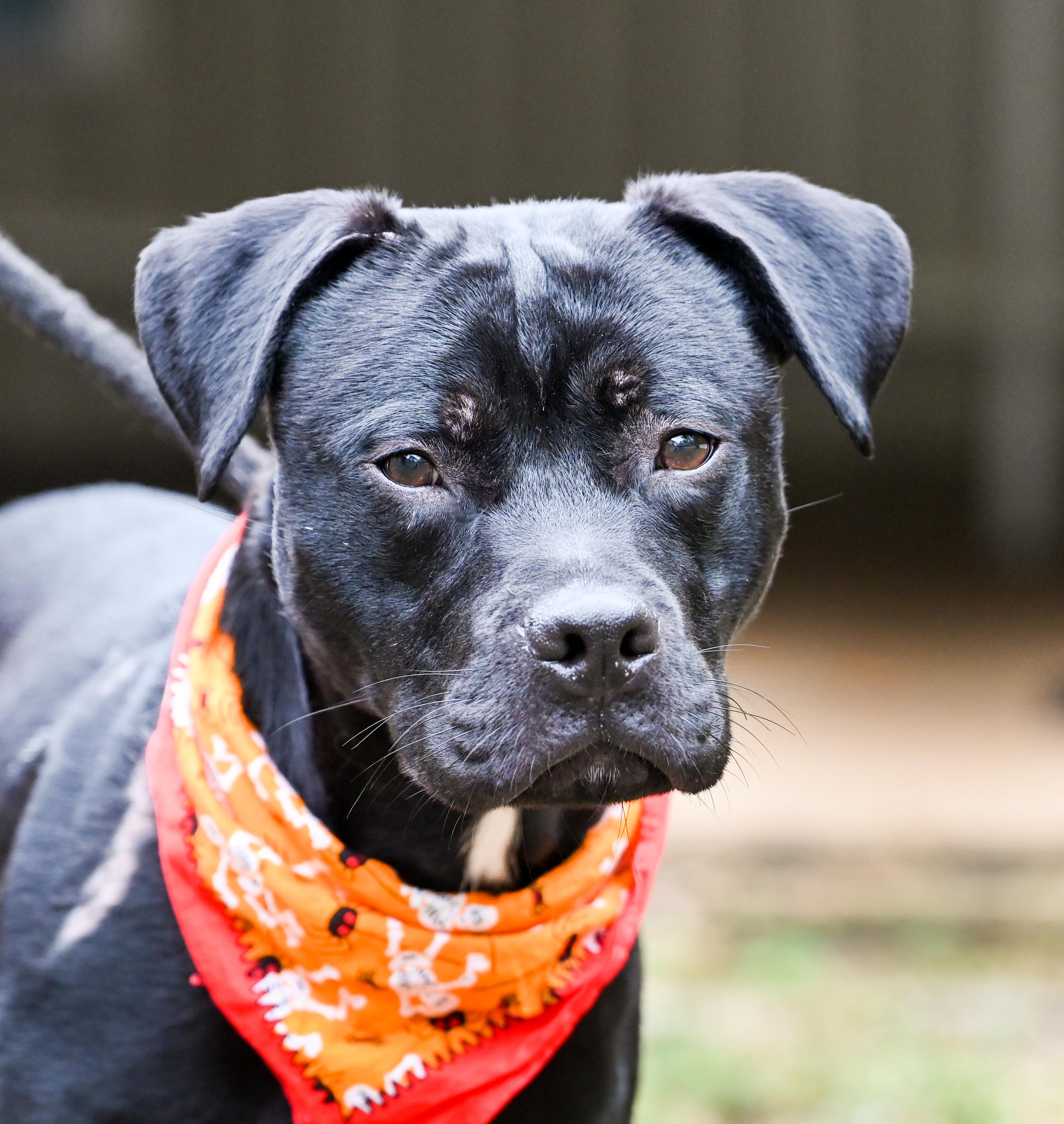 Enlarge Chip, a Adopted mixed breed in Chattanooga, TN image 5/5