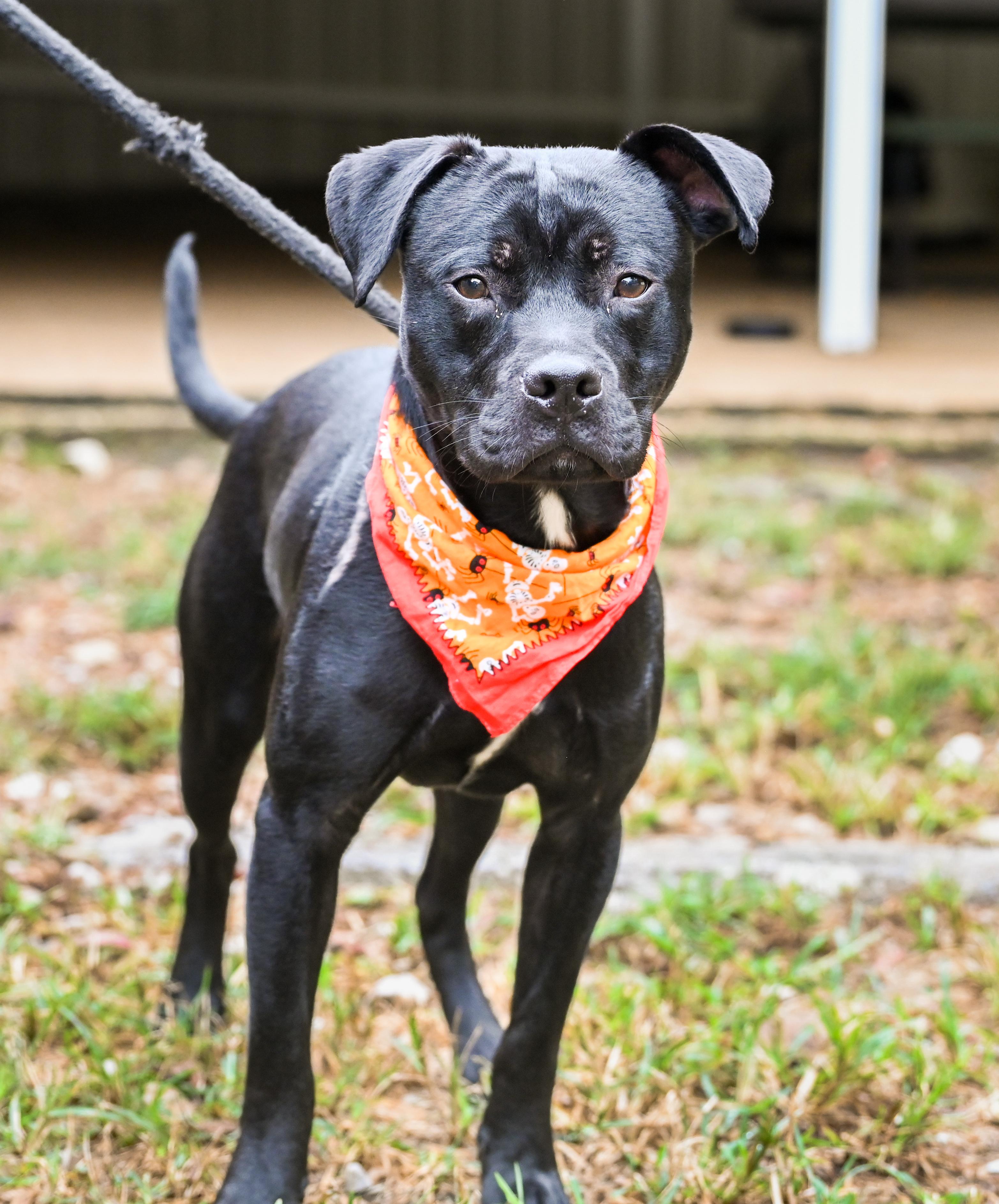 Enlarge Chip, a Adopted mixed breed in Chattanooga, TN image 3/5
