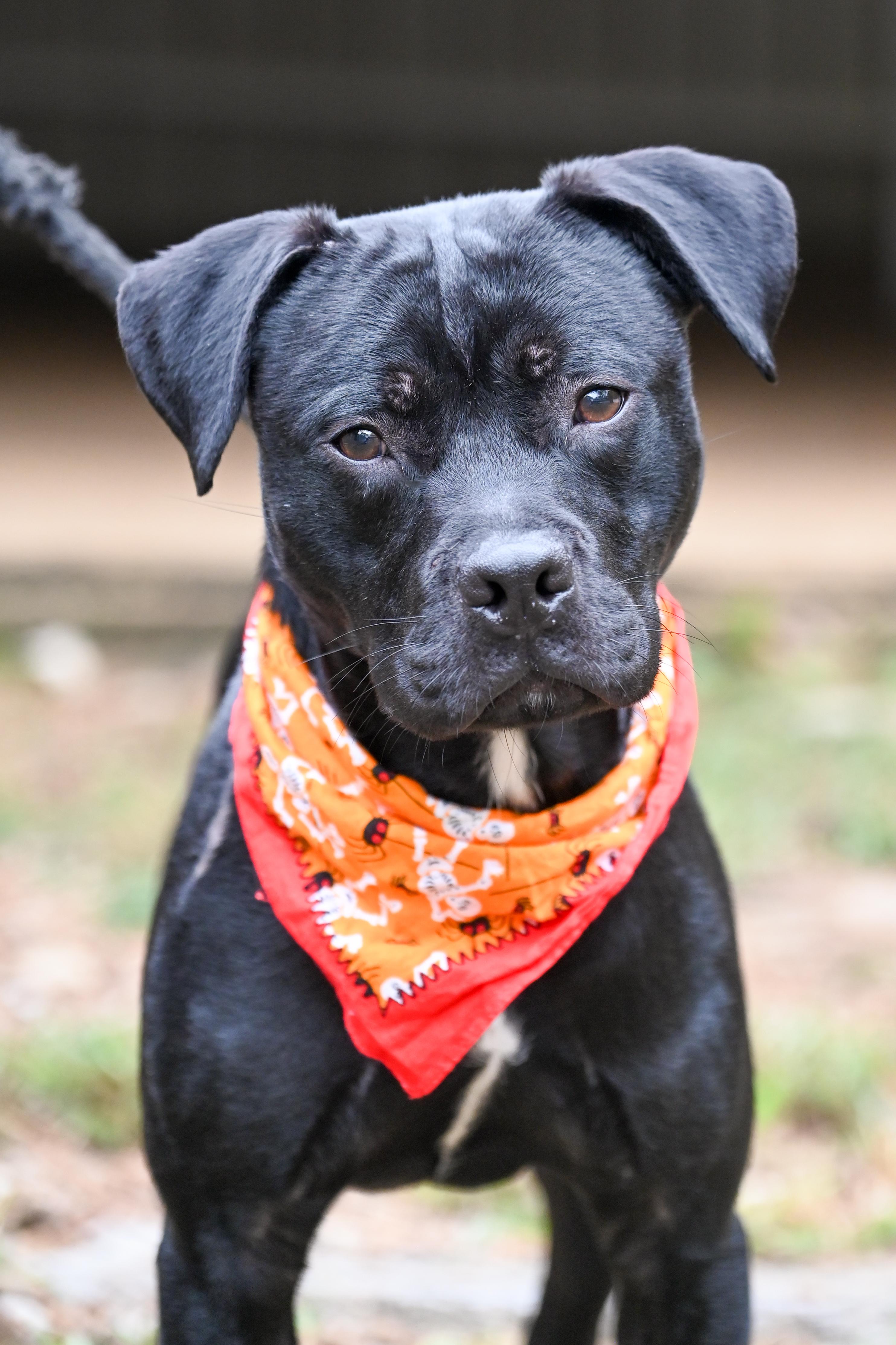 Chip, Adopted, Adult Male Pit Bull Terrier.