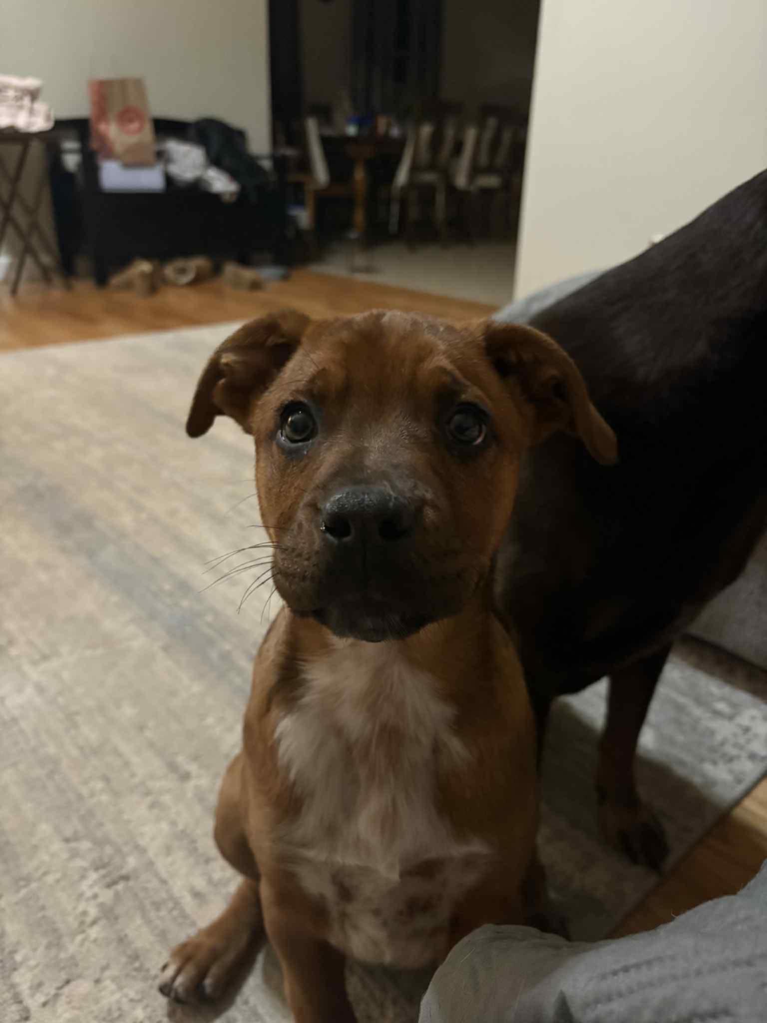 Buster Brown, adopted, Puppy Male Boxer & Australian Shepherd.