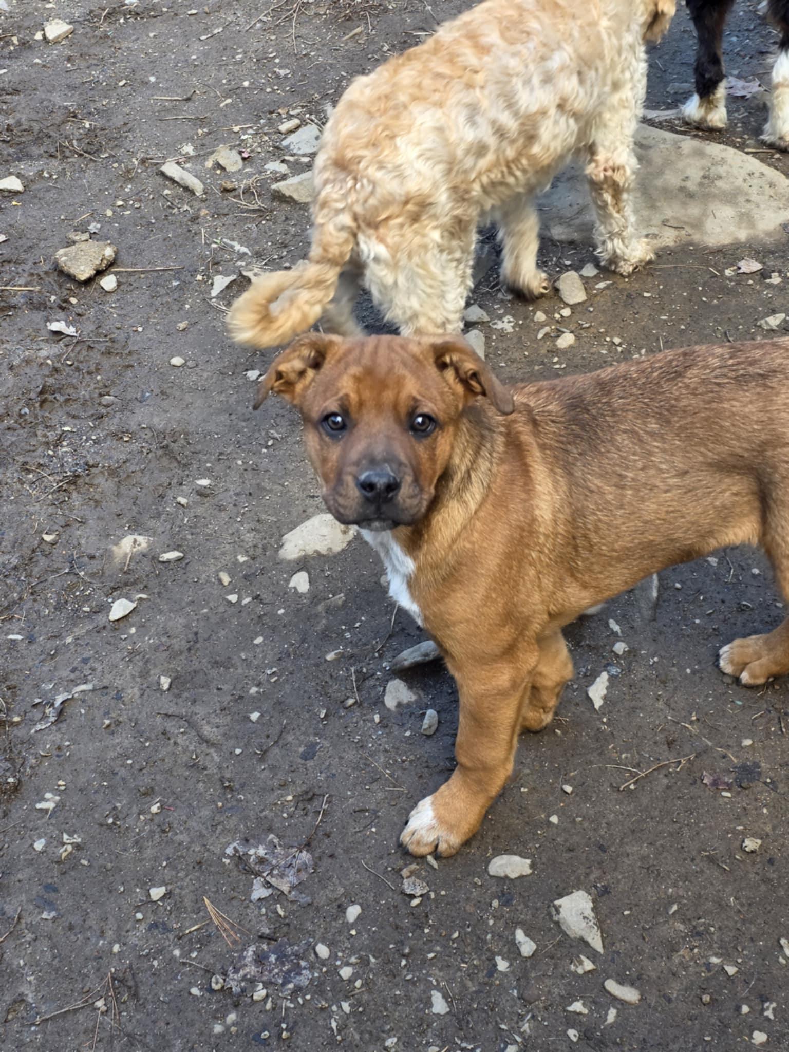 Enlarge Buster Brown, an adopted mixed breed in Wurtsboro, NY image 2/6