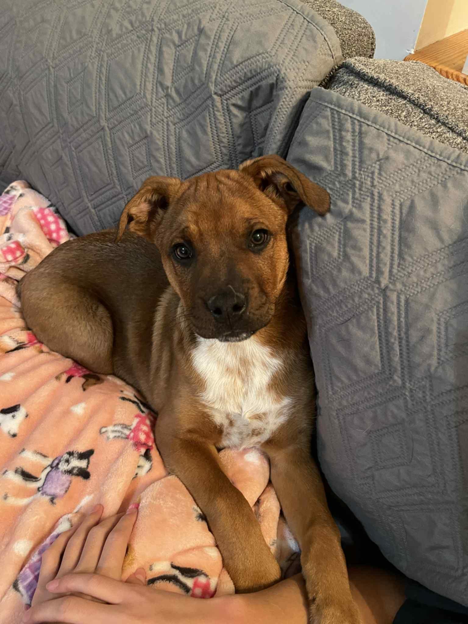 Enlarge Buster Brown, an adopted mixed breed in Wurtsboro, NY image 3/6