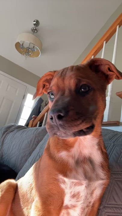 Enlarge Buster Brown, an adopted mixed breed in Wurtsboro, NY video 4/6