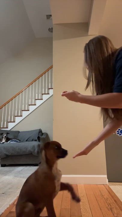 Enlarge Buster Brown, an adopted mixed breed in Wurtsboro, NY video 6/6