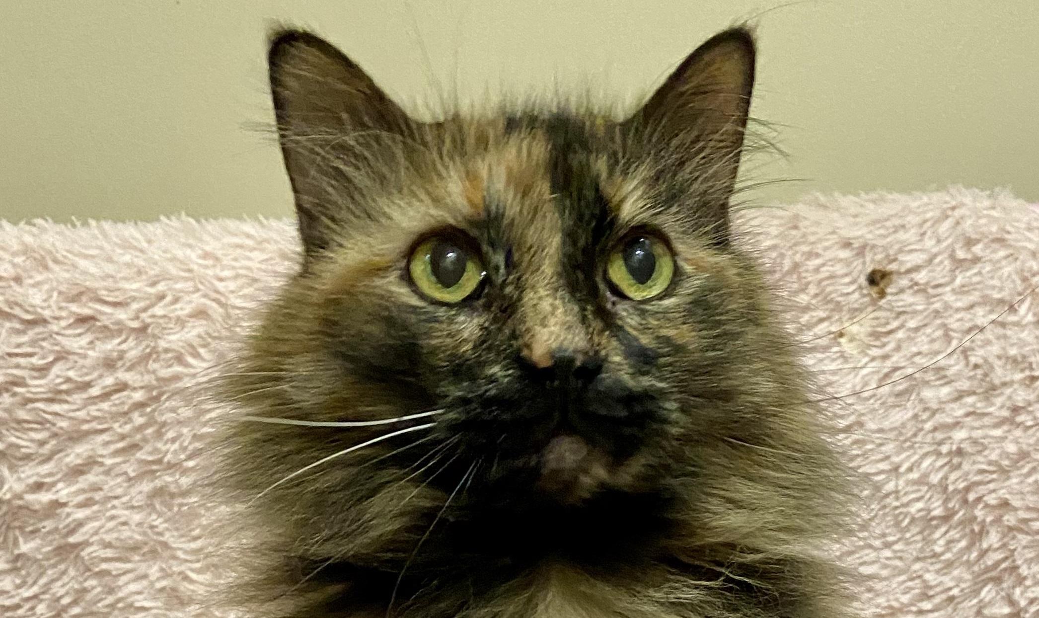 Enlarge Farrah, a Adoptable Tortoiseshell in Manitou Springs, CO image 6/6