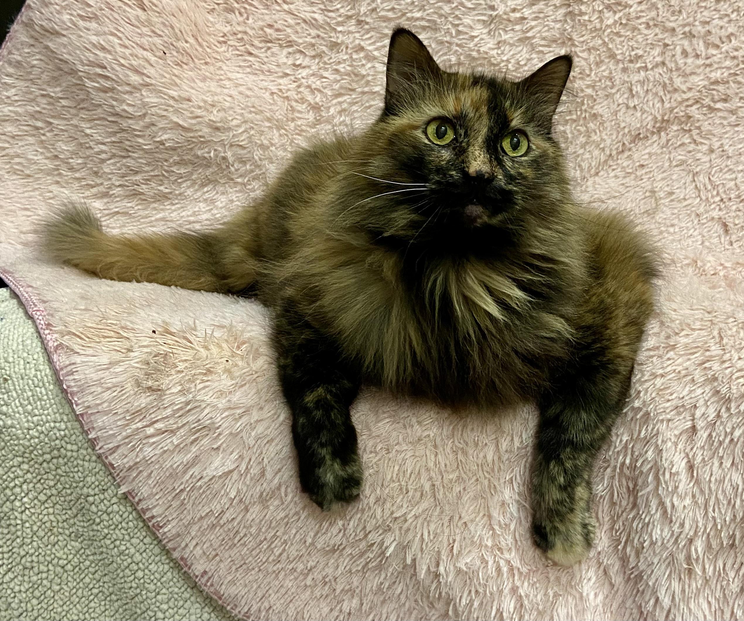 Enlarge Farrah, a Adoptable Tortoiseshell in Manitou Springs, CO image 2/6