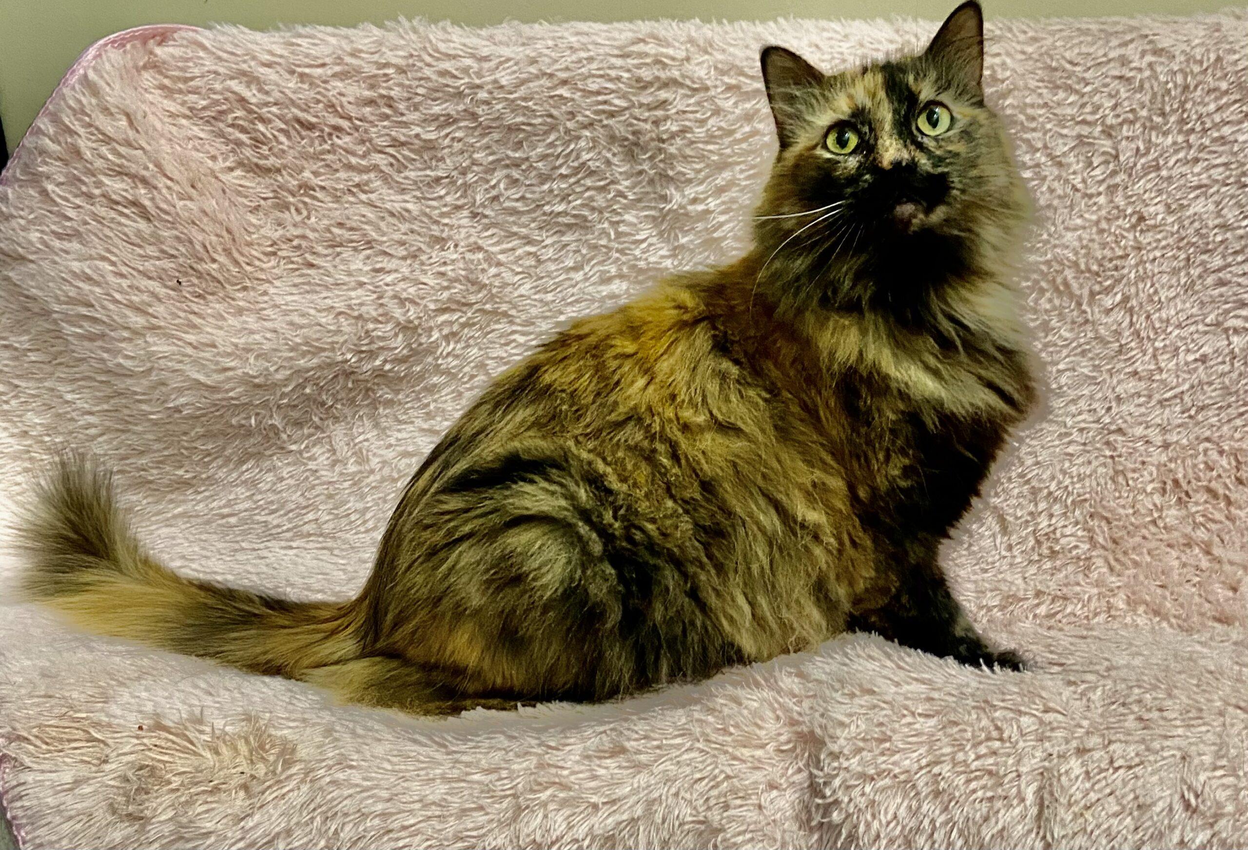 Farrah, Adoptable, Adult Female Tortoiseshell.