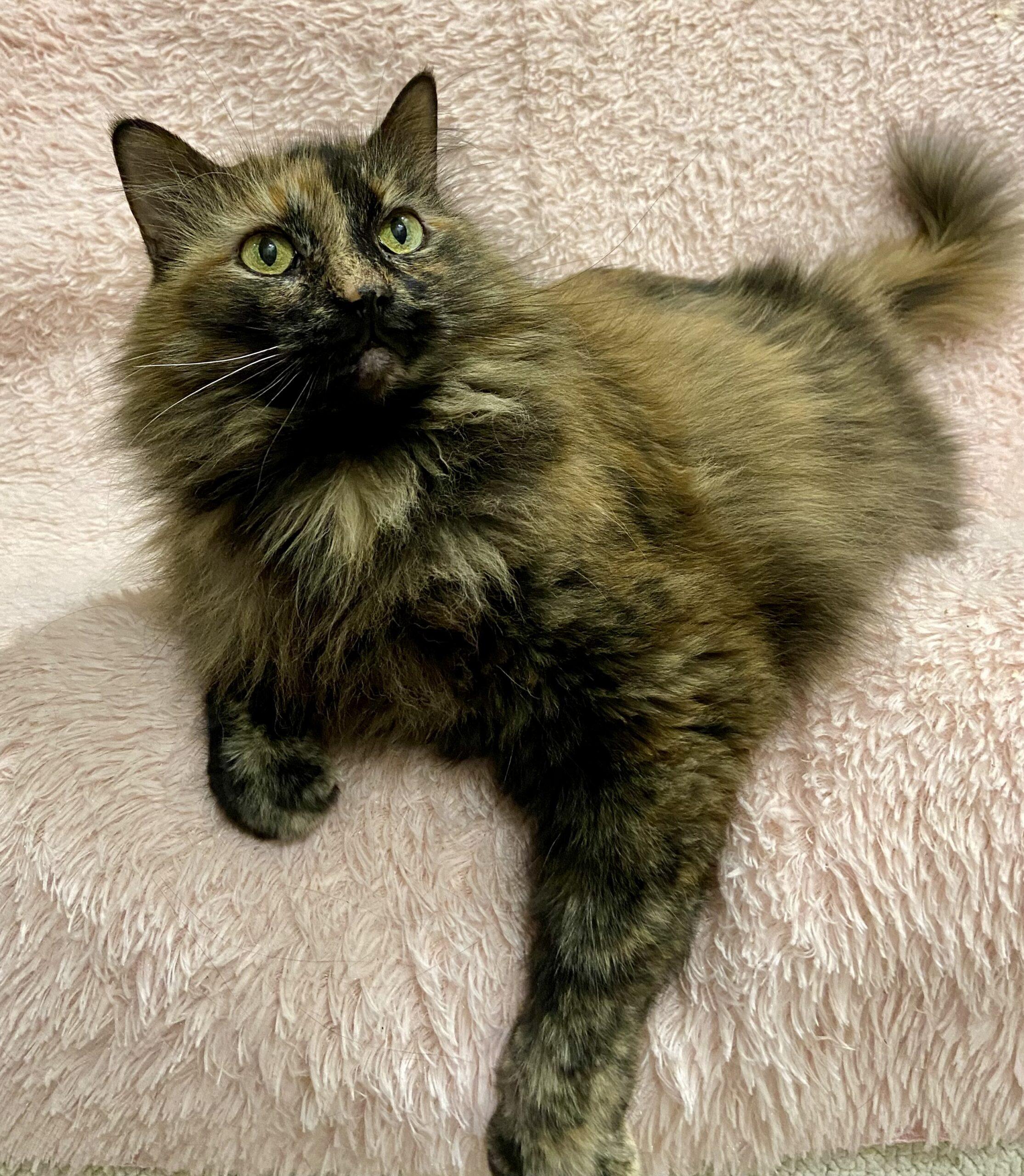 Enlarge Farrah, a Adoptable Tortoiseshell in Manitou Springs, CO image 5/6