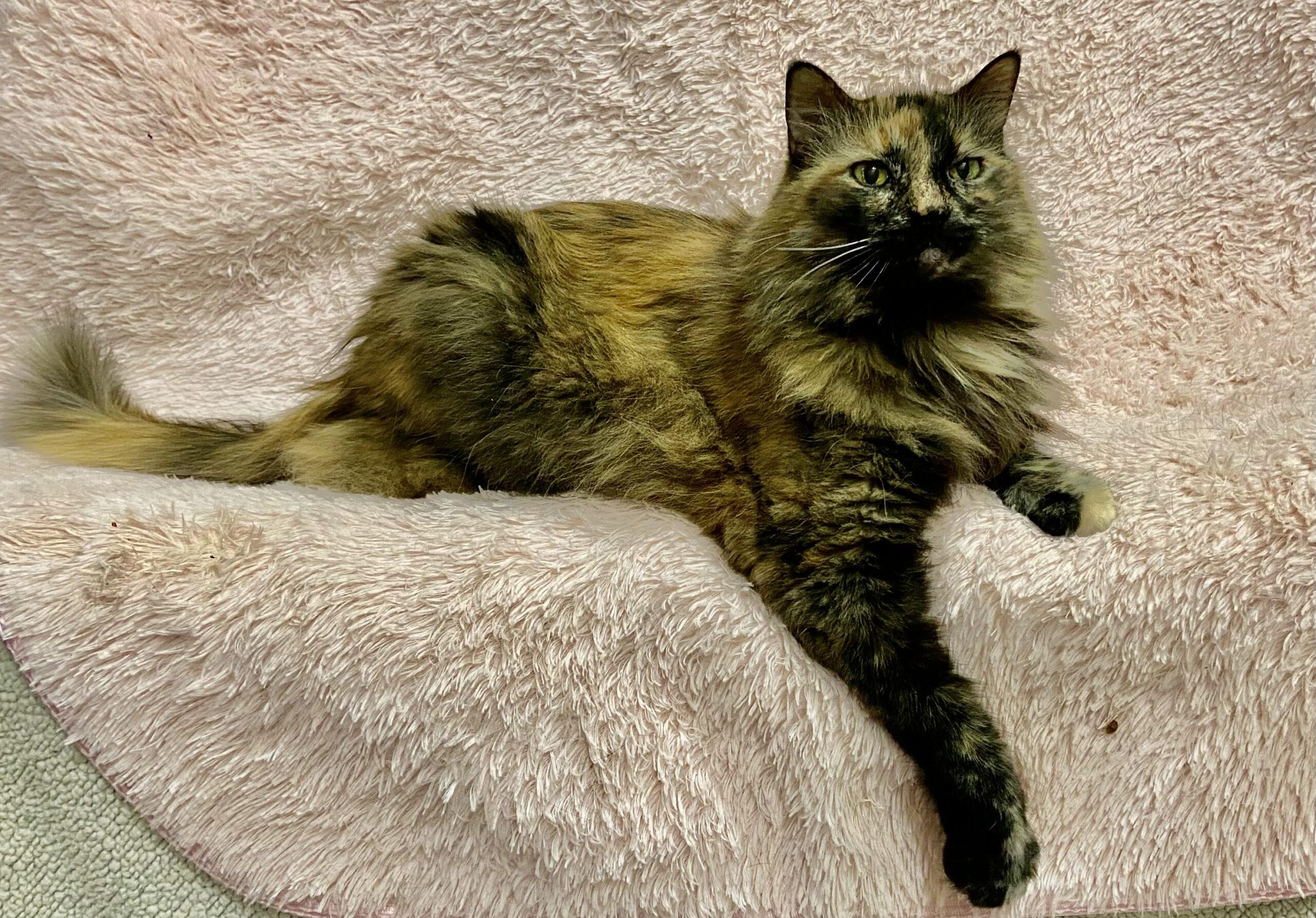 Enlarge Farrah, a Adoptable Tortoiseshell in Manitou Springs, CO image 4/6