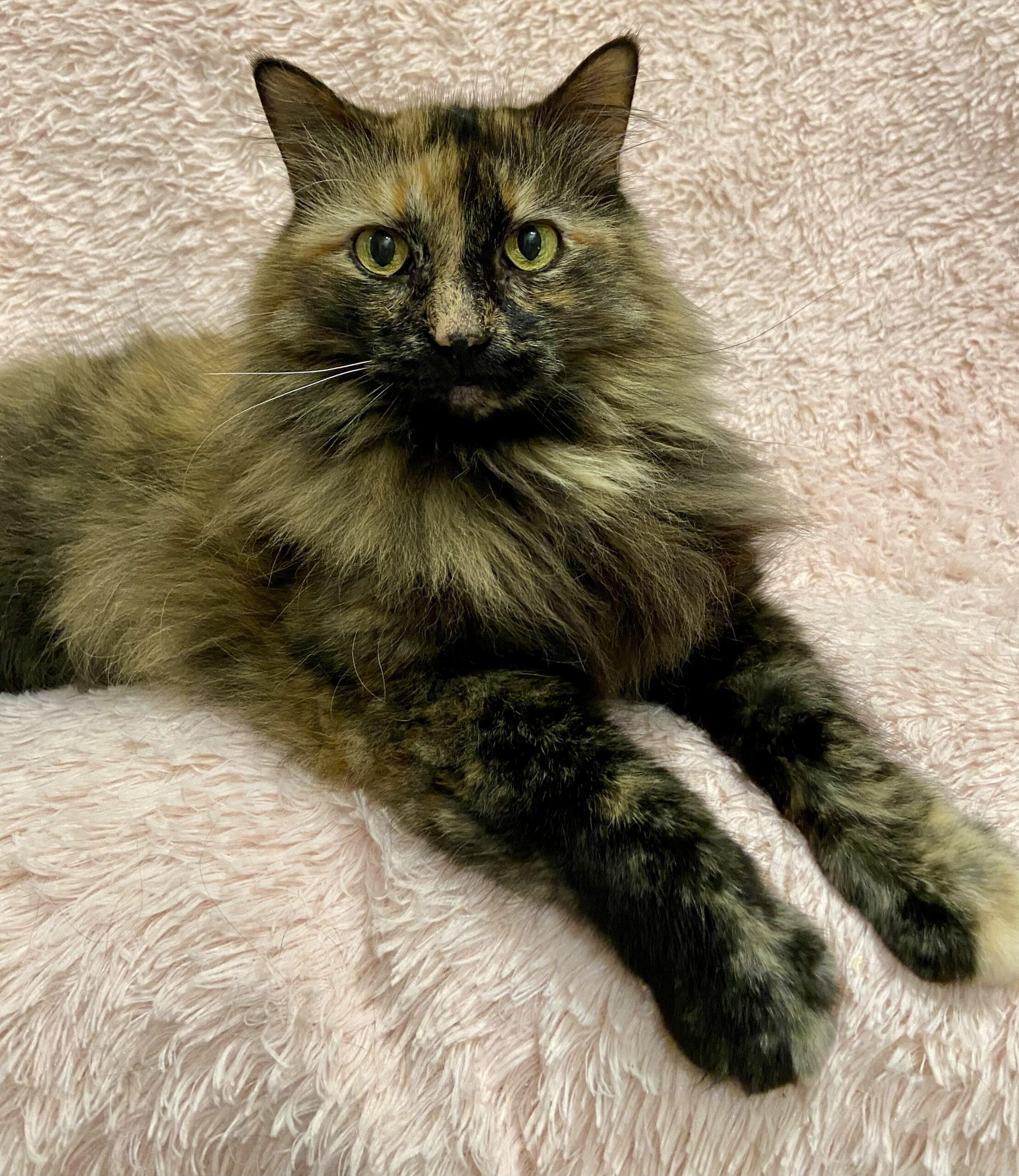 Enlarge Farrah, a Adoptable Tortoiseshell in Manitou Springs, CO image 3/6