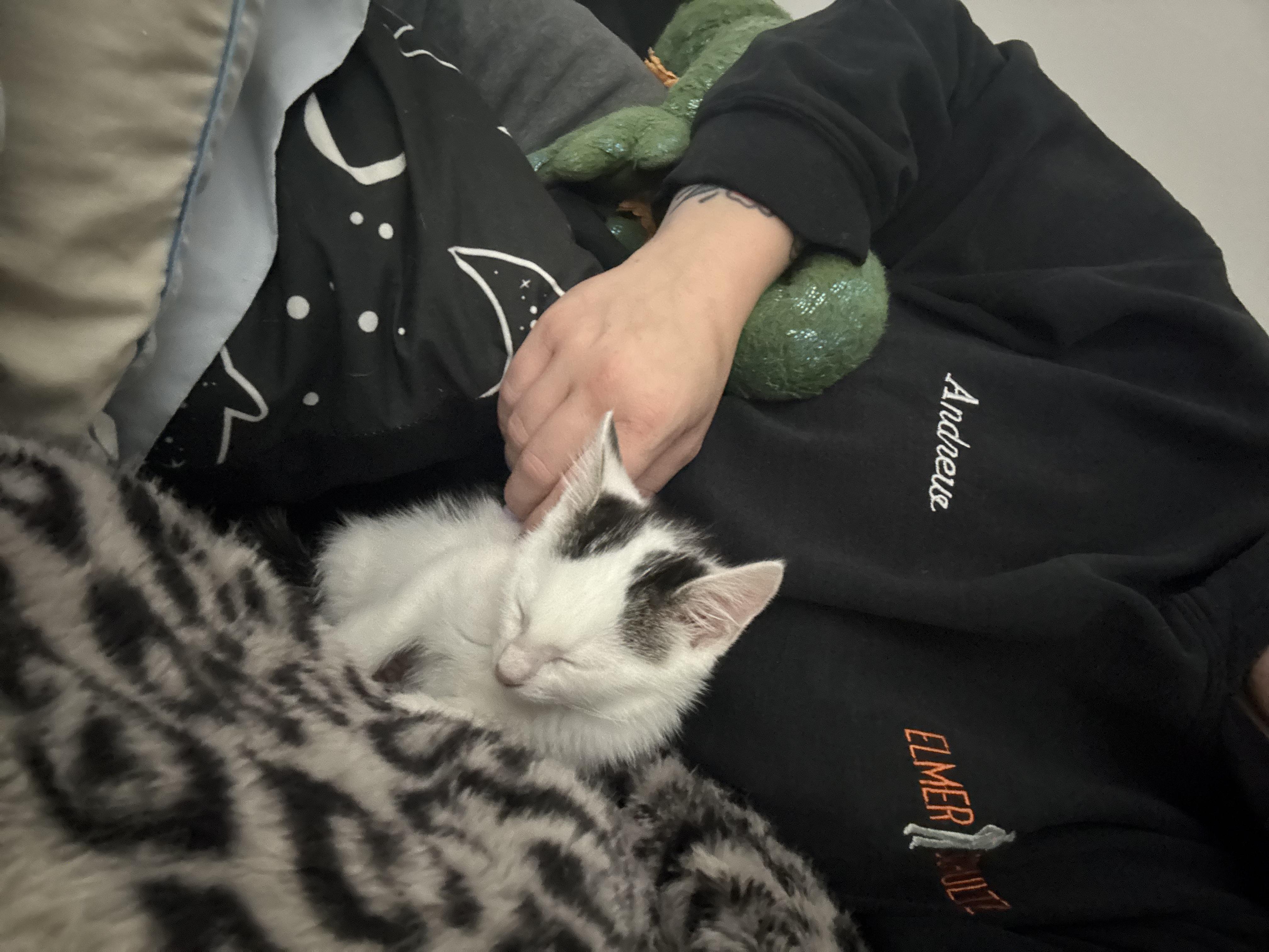 Enlarge Athena, an adopted Domestic Short Hair in Haddon Heights, NJ image 3/3