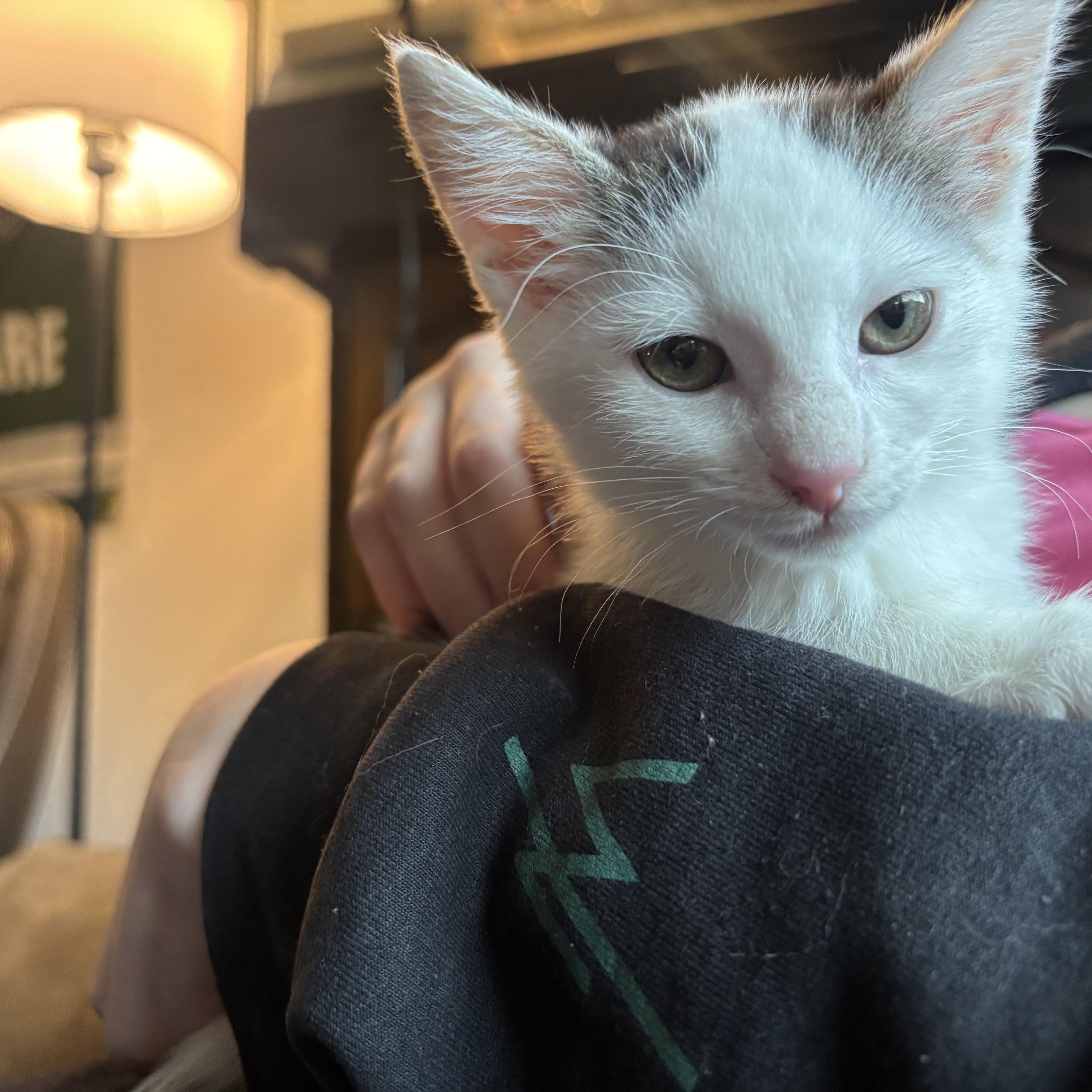 Enlarge Athena, an adopted Domestic Short Hair in Haddon Heights, NJ image 1/3