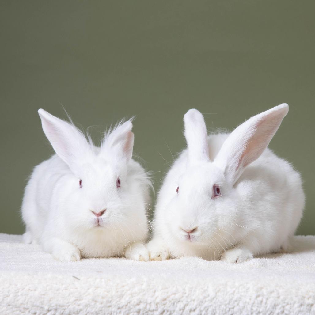 Clarence, Adoptable, Young Male Lionhead.