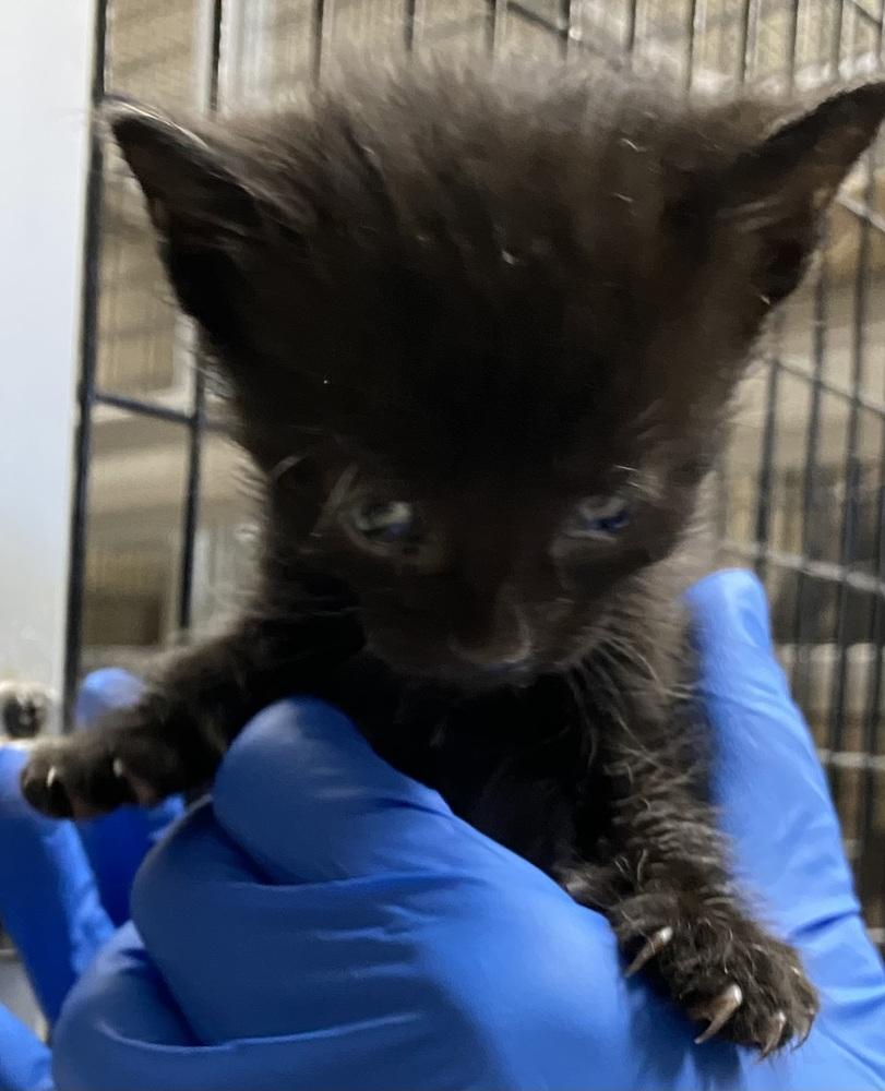 Thomas, Adopted, Kitten Male Domestic Short Hair.
