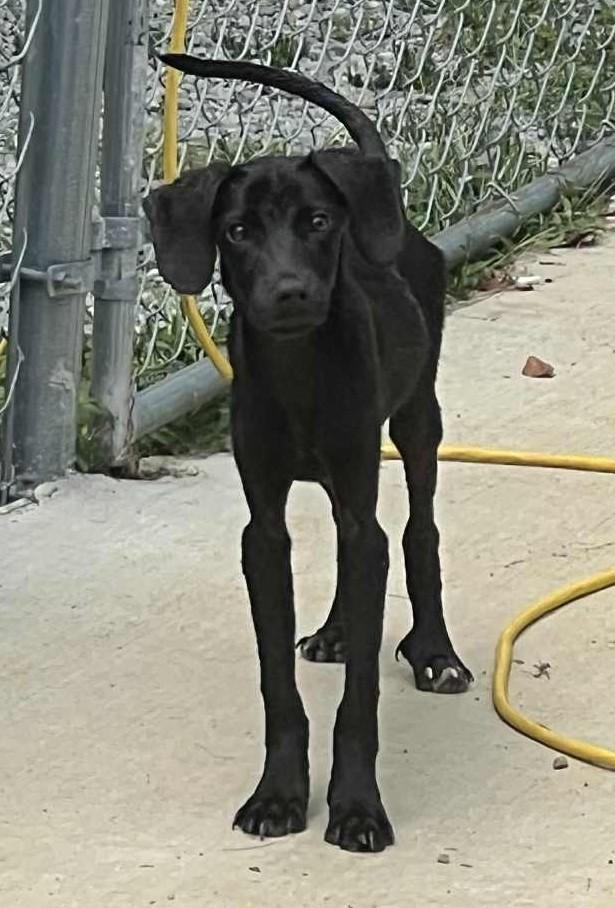 Courtesy Posting Puppy