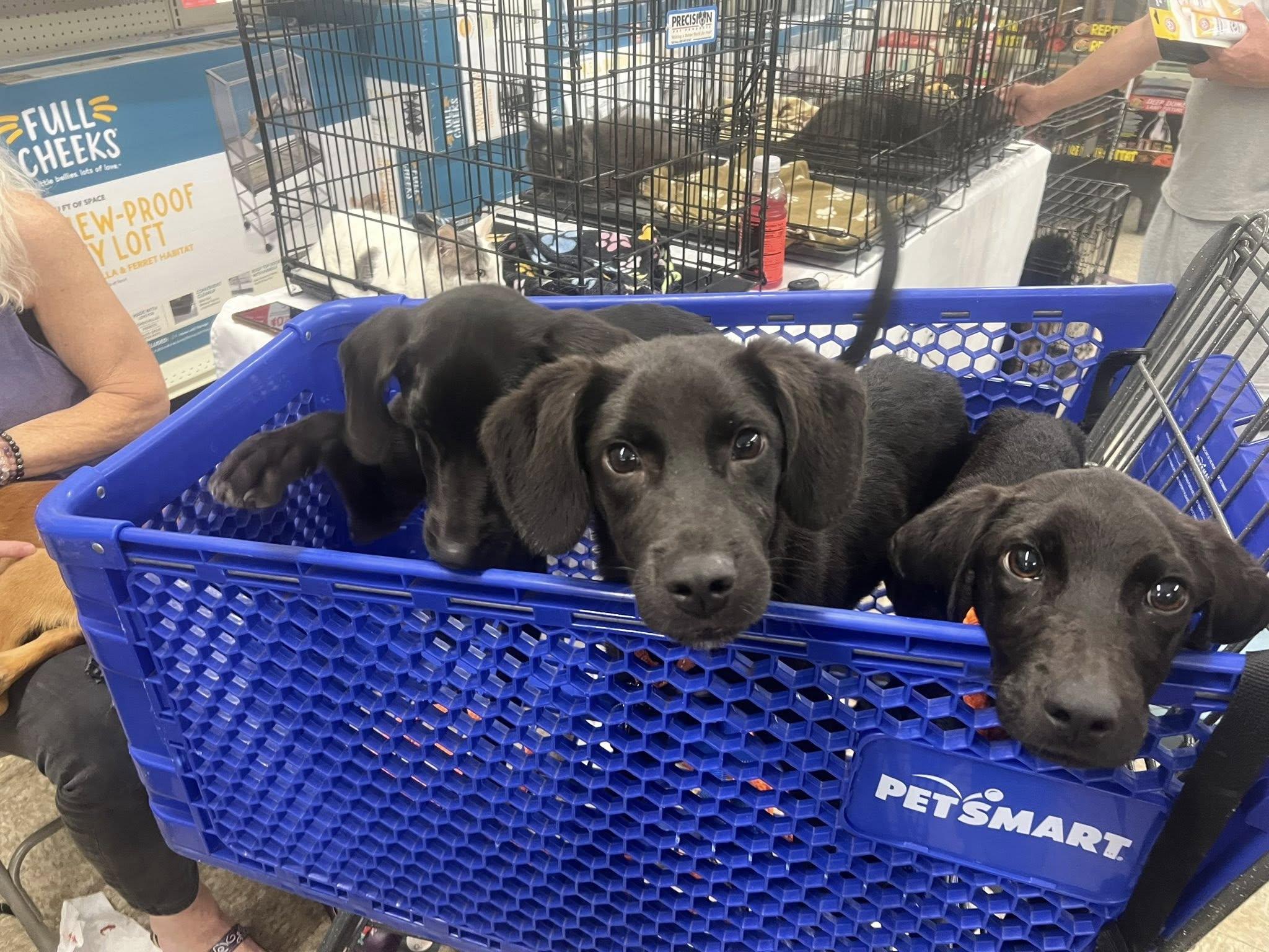 Courtesy Posting Puppy