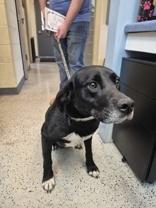 Enlarge Bubby, a ADOPTABLE Black Labrador Retriever in Glasgow, KY image 3/3