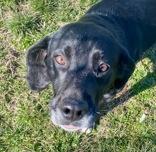Bubby, ADOPTABLE, Adult Male Black Labrador Retriever.