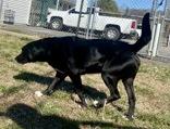 Enlarge Bubby, a ADOPTABLE Black Labrador Retriever in Glasgow, KY image 2/3