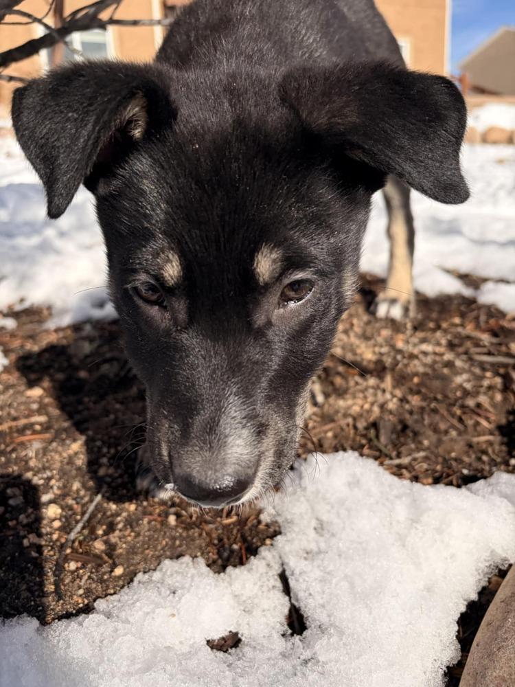 Fusilli, Adoptable, Puppy Female Labrador Retriever & Shepherd.
