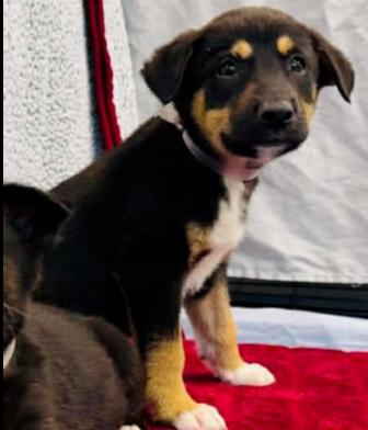 Fusilli, Adoptable, Puppy Female Labrador Retriever & Shepherd.