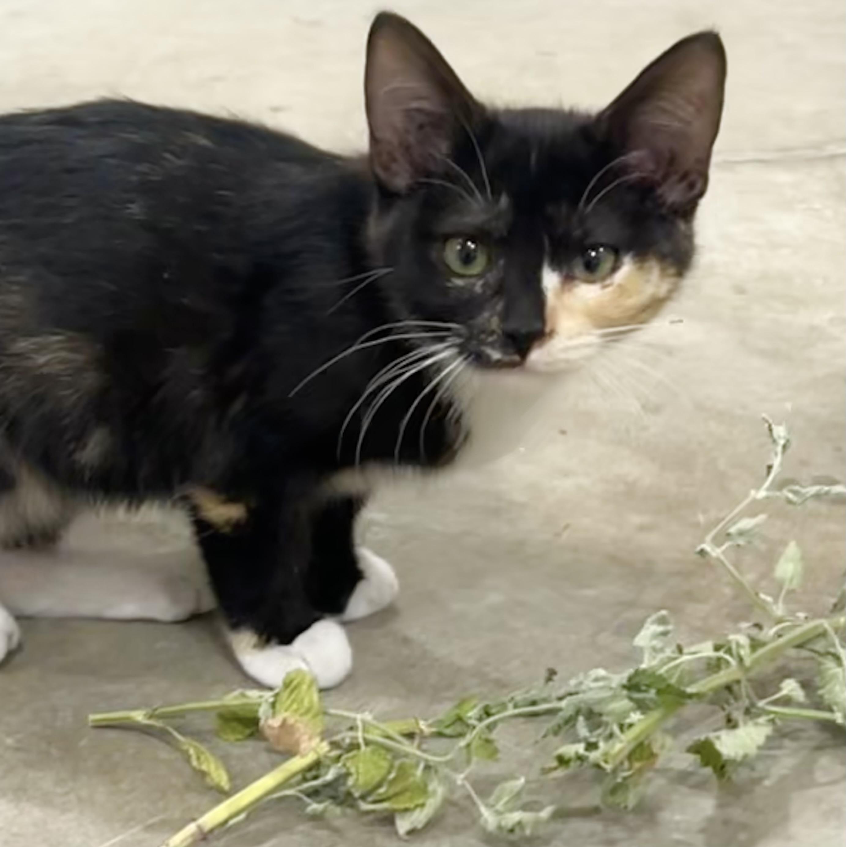 Patches photo 1
