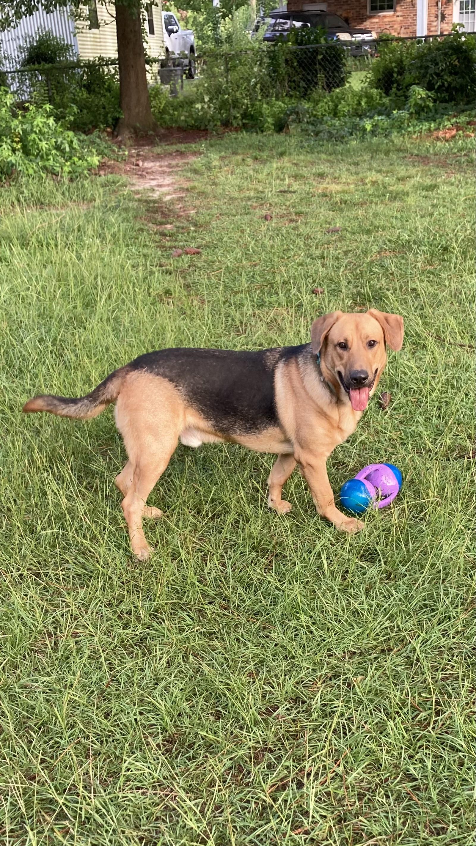 Rocky, Adoptable, Adult Male German Shepherd Dog & Labrador Retriever.