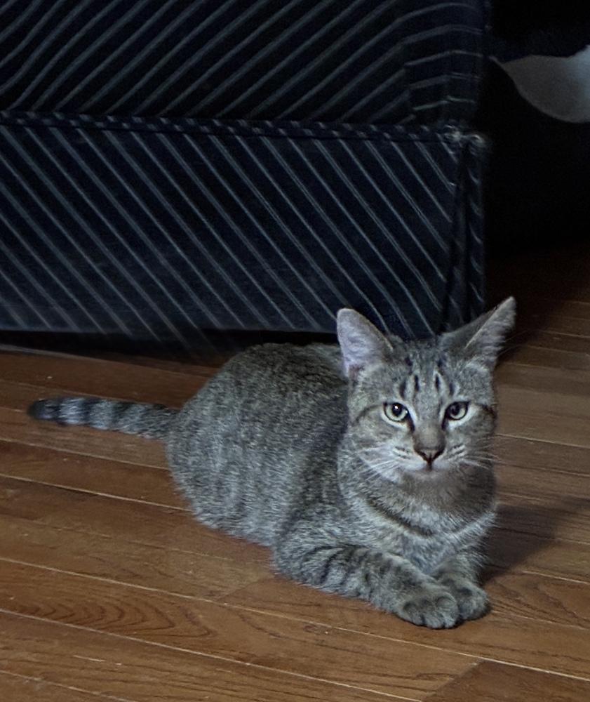 Enlarge Toast, a Adoptable Tabby in Randolph, MA image 1/2