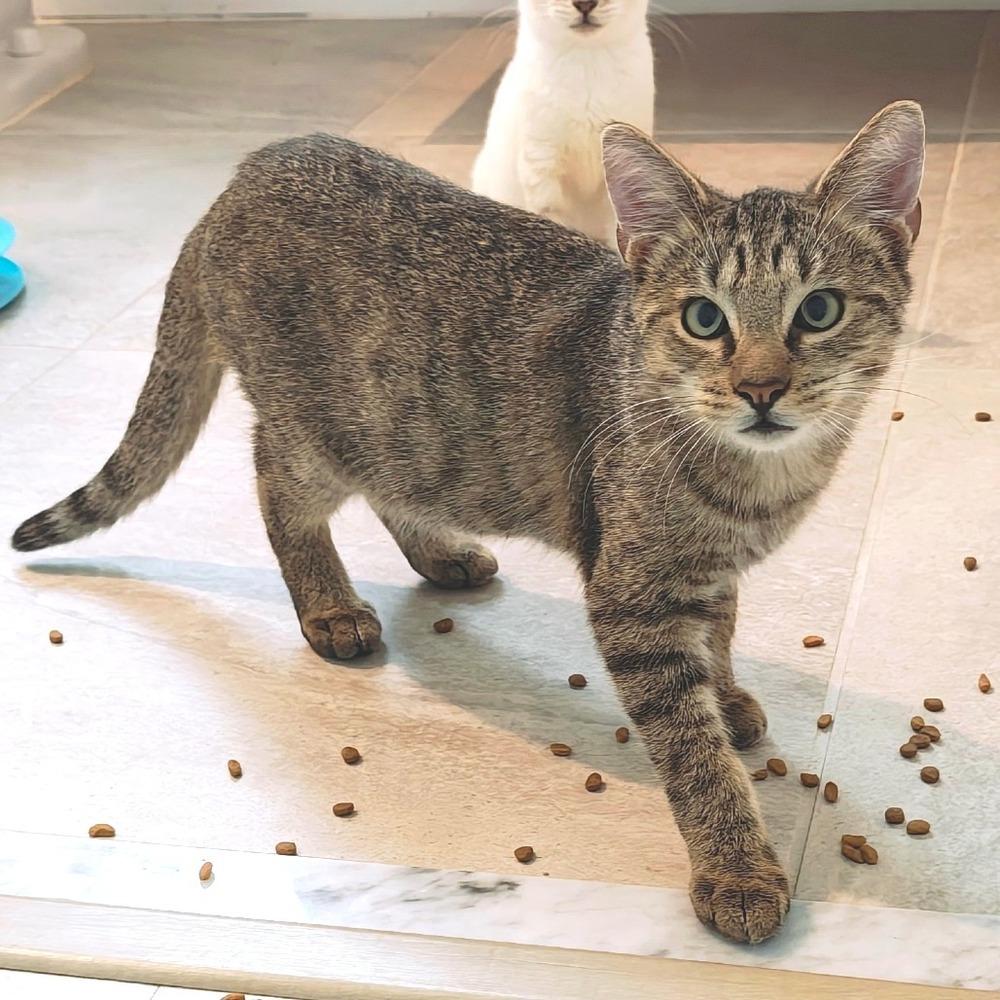 Enlarge Toast, a Adoptable Tabby in Randolph, MA image 2/2