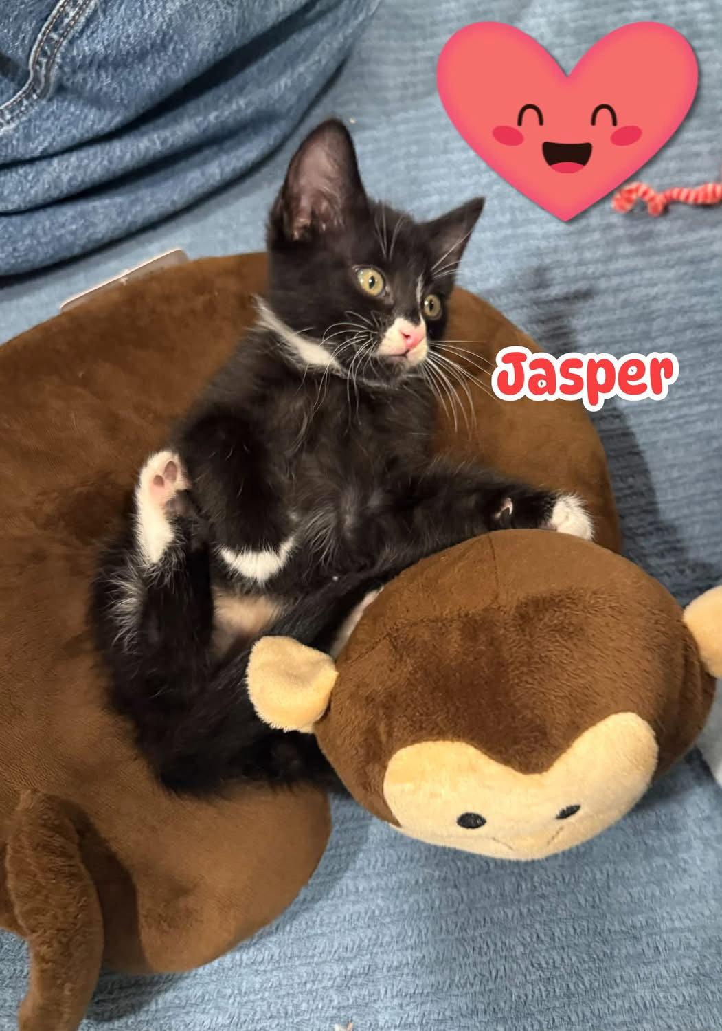 Enlarge Jasper, a Adopted Domestic Medium Hair in Scottsdale, AZ image 1/3