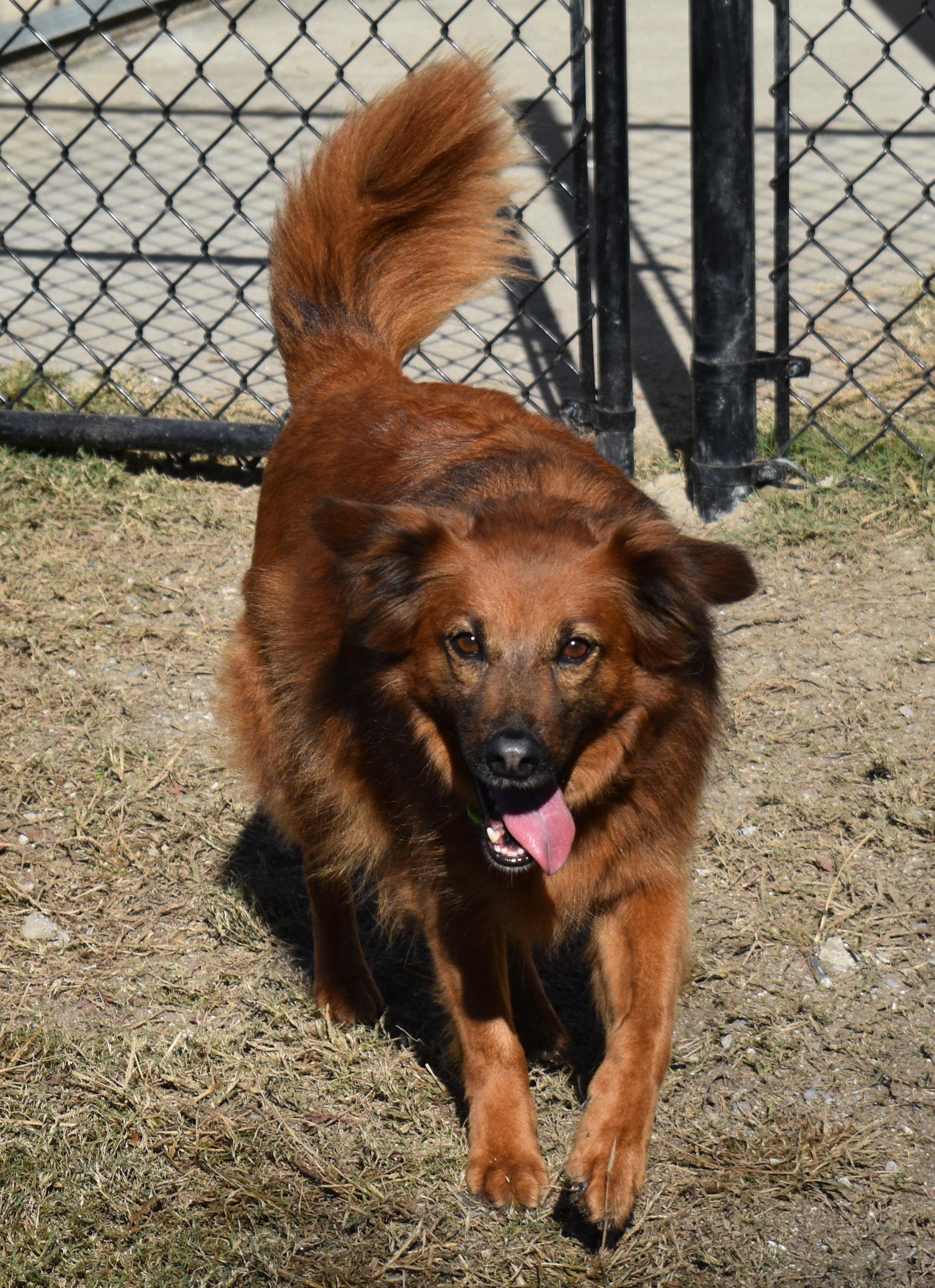 LUA, an adopted Collie in Edisto Island, SC image 1/5
